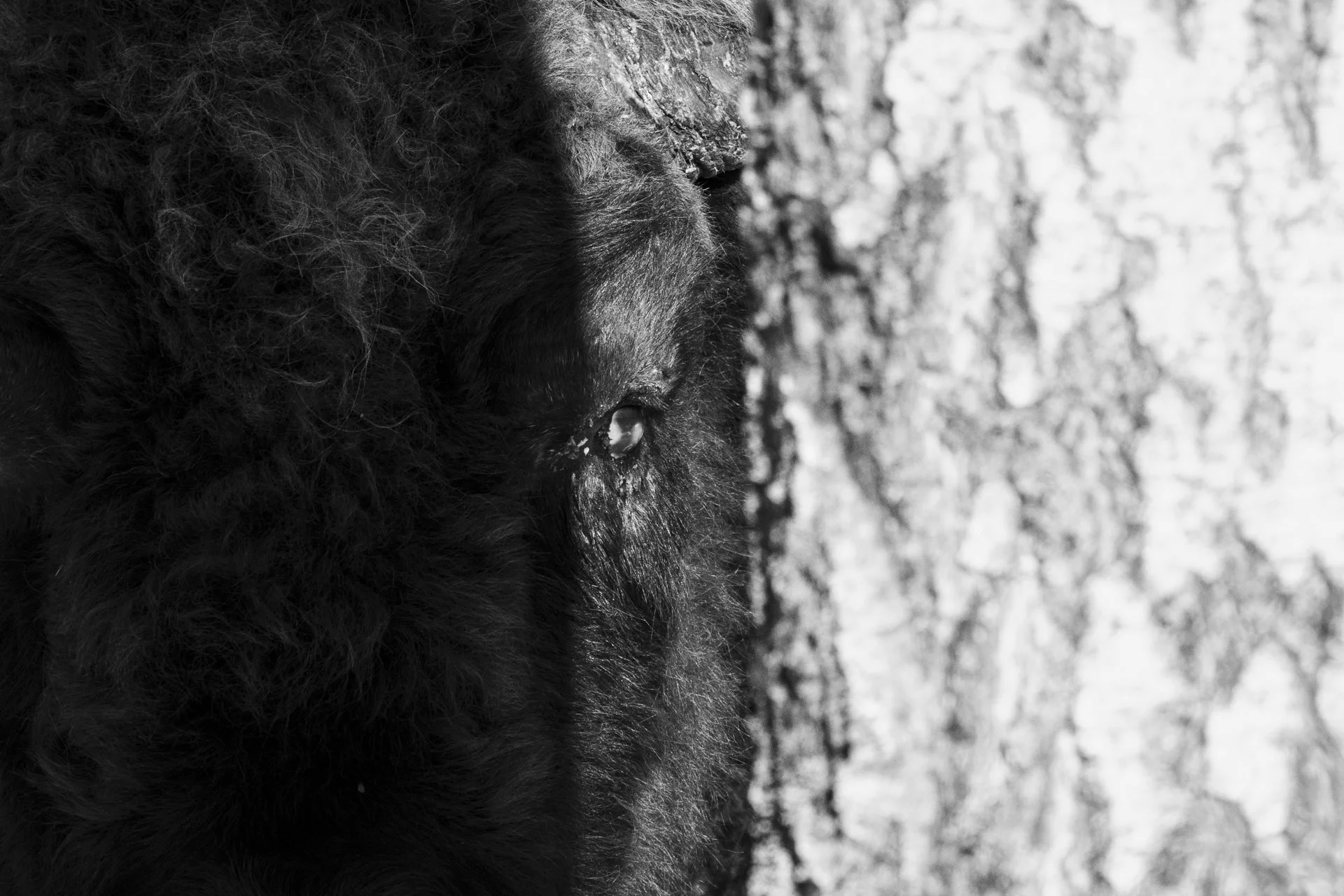2026-02-09_Wisent-Auge-im-Lichtspalt-Schwarz-Weiss-Bialowieza_1920px.jpg