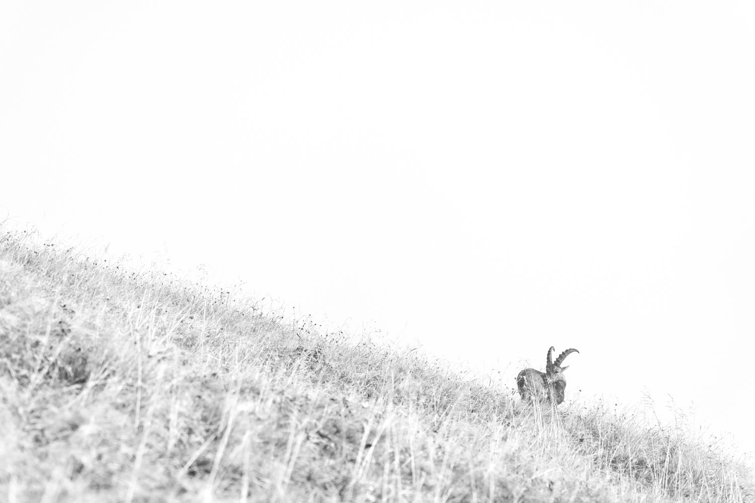 2024-09-10_Steinbock-Minimalistisch-BW-Augstmatthorn_1500px.jpg
