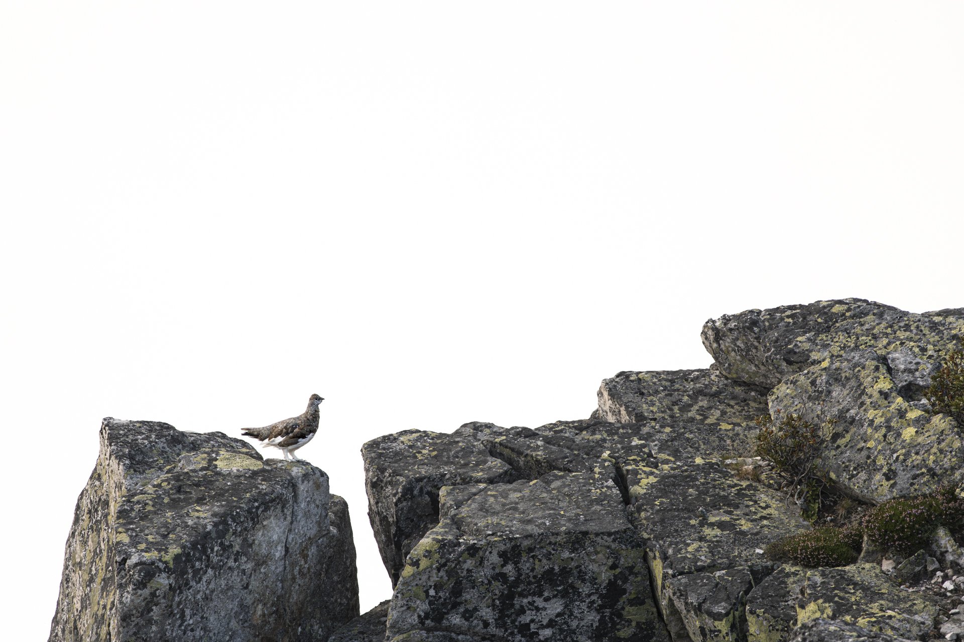 2024-09-06_Alpenschneehuhn-Highkey-Niederhorn_1920px.jpg