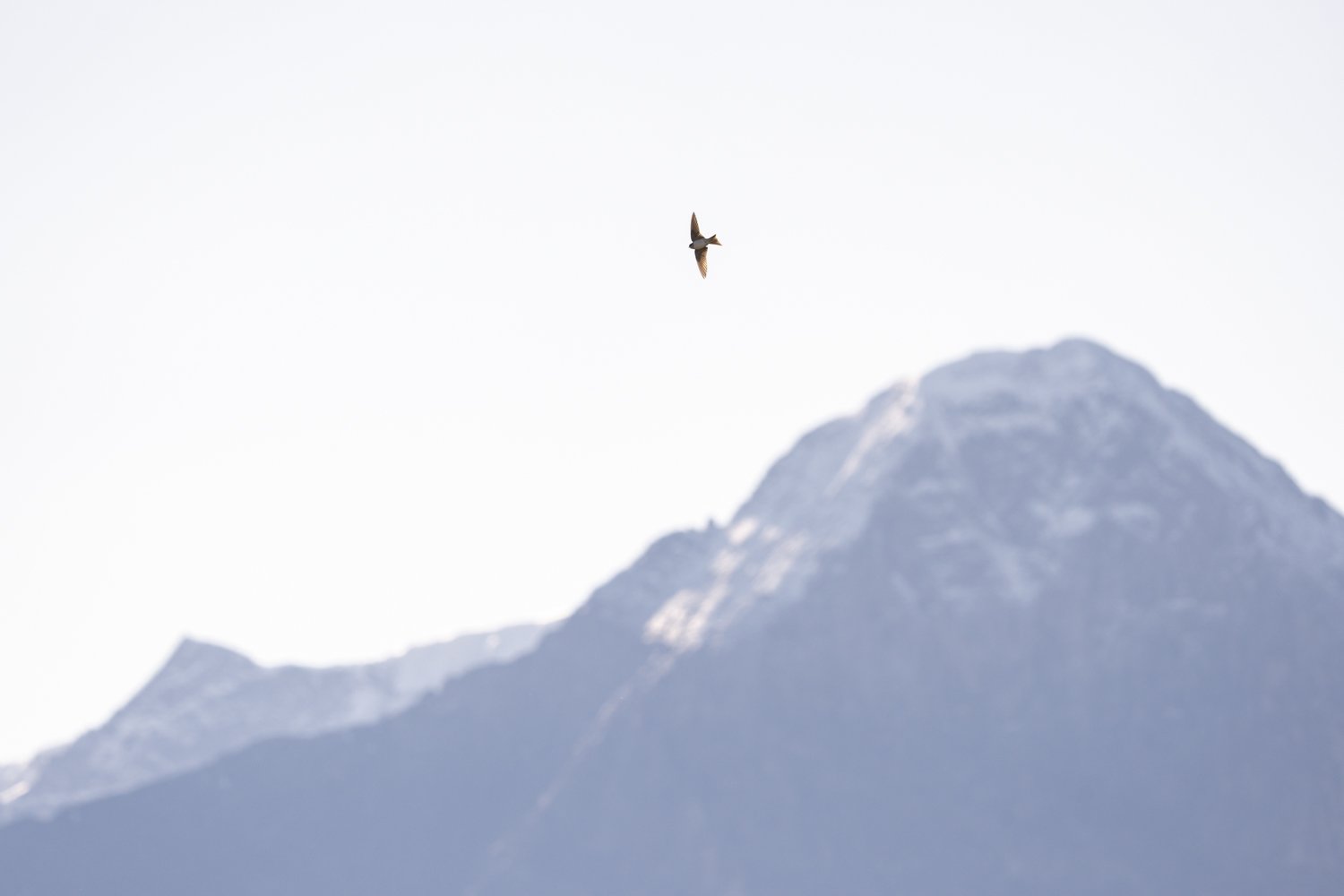 2024-09-06_Schwalbe-über-Bergpanorama-Niederhorn_1500px.jpg