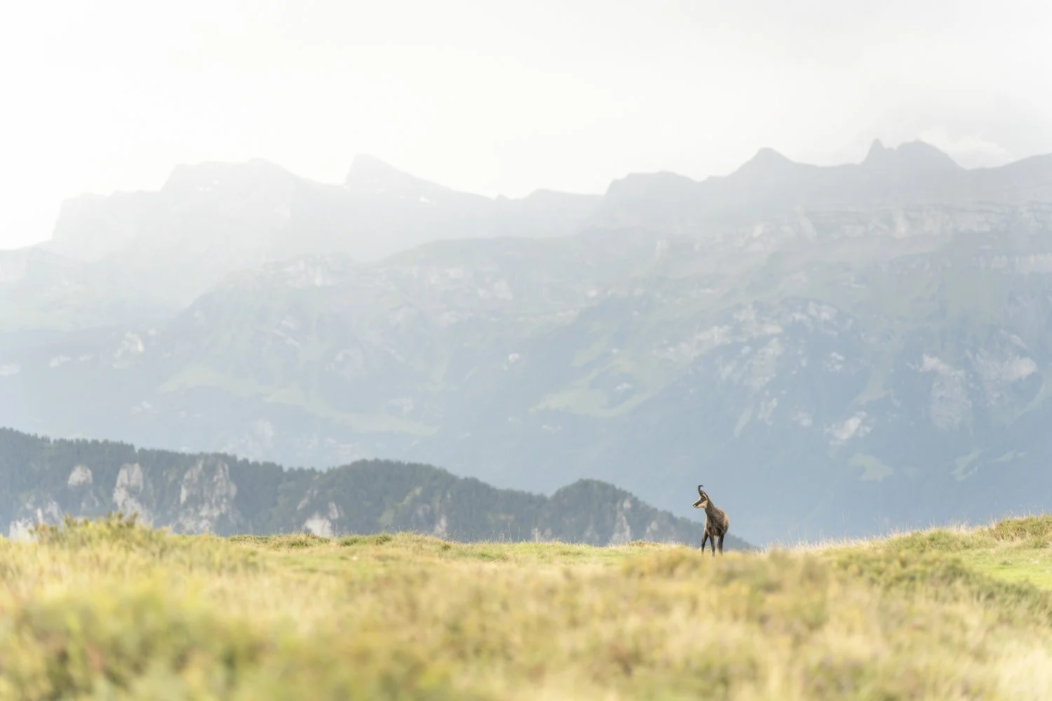 2024-09-05_Gämse-in-Landschaft-Niederhorn_1500px.jpg