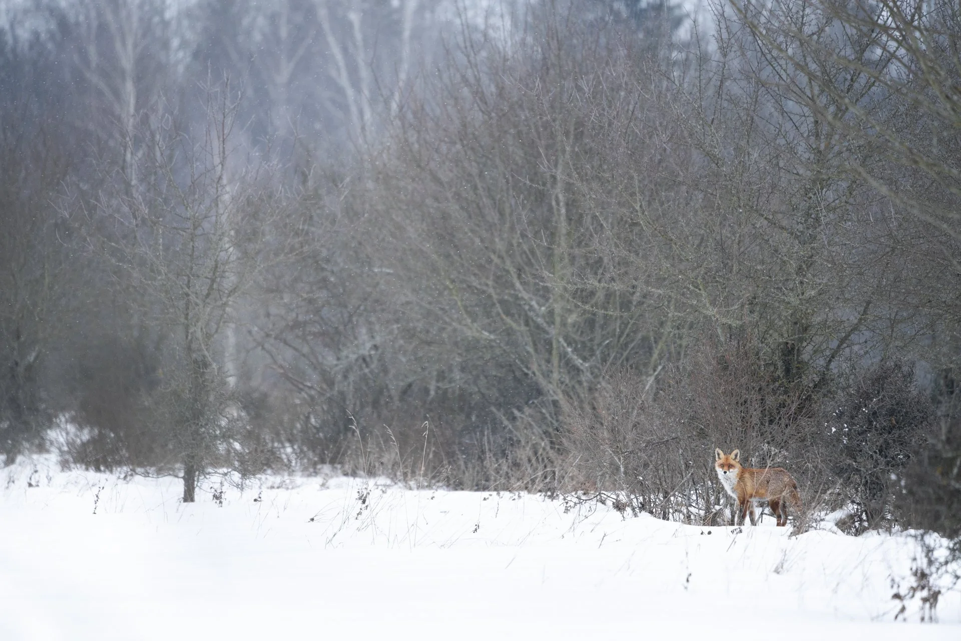 2026-02-09_Fuchs-im-Schnee-Bialowieza_1920px.jpg