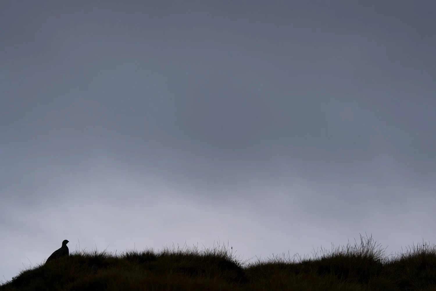 2024-09-05_Alpenschneehuhn-Silhouette-Niederhorn_1500px.jpg