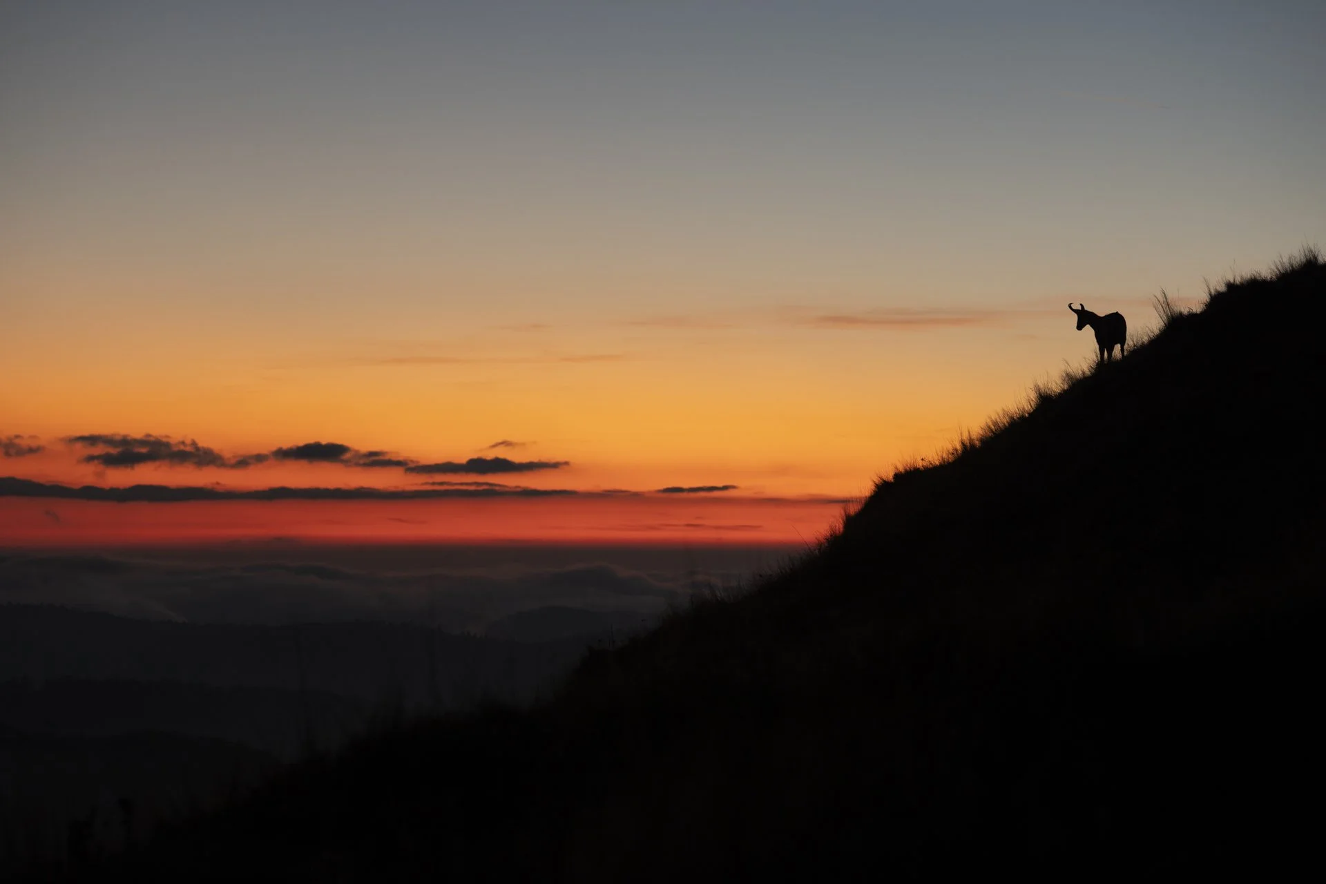 Gämse Gams Silhouette Stimmung Sonnenuntergang Naturfotografie
