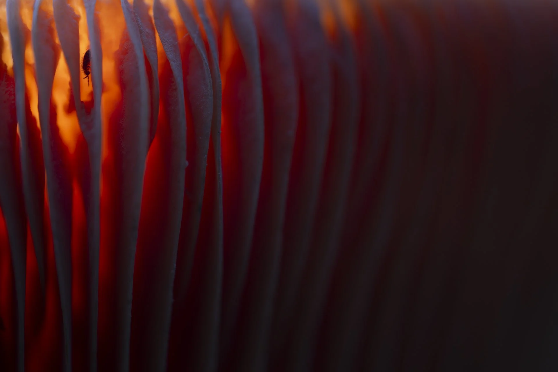 2024-10-31_Insekt-in-Lamellenpilz-1-ENTFERNENTOOL verwendet_1920px.jpg