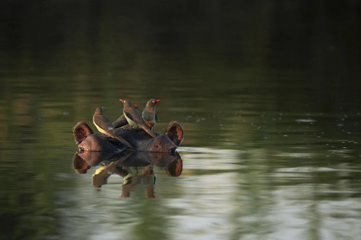 Hippo-Island_1500px_2023-09-01.jpg