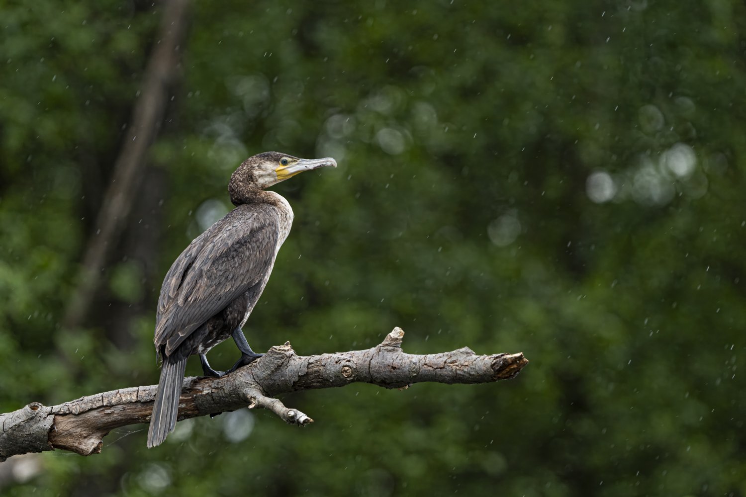 Kormoran-Mecklenburg_1500px_2024-05-19-2.jpg