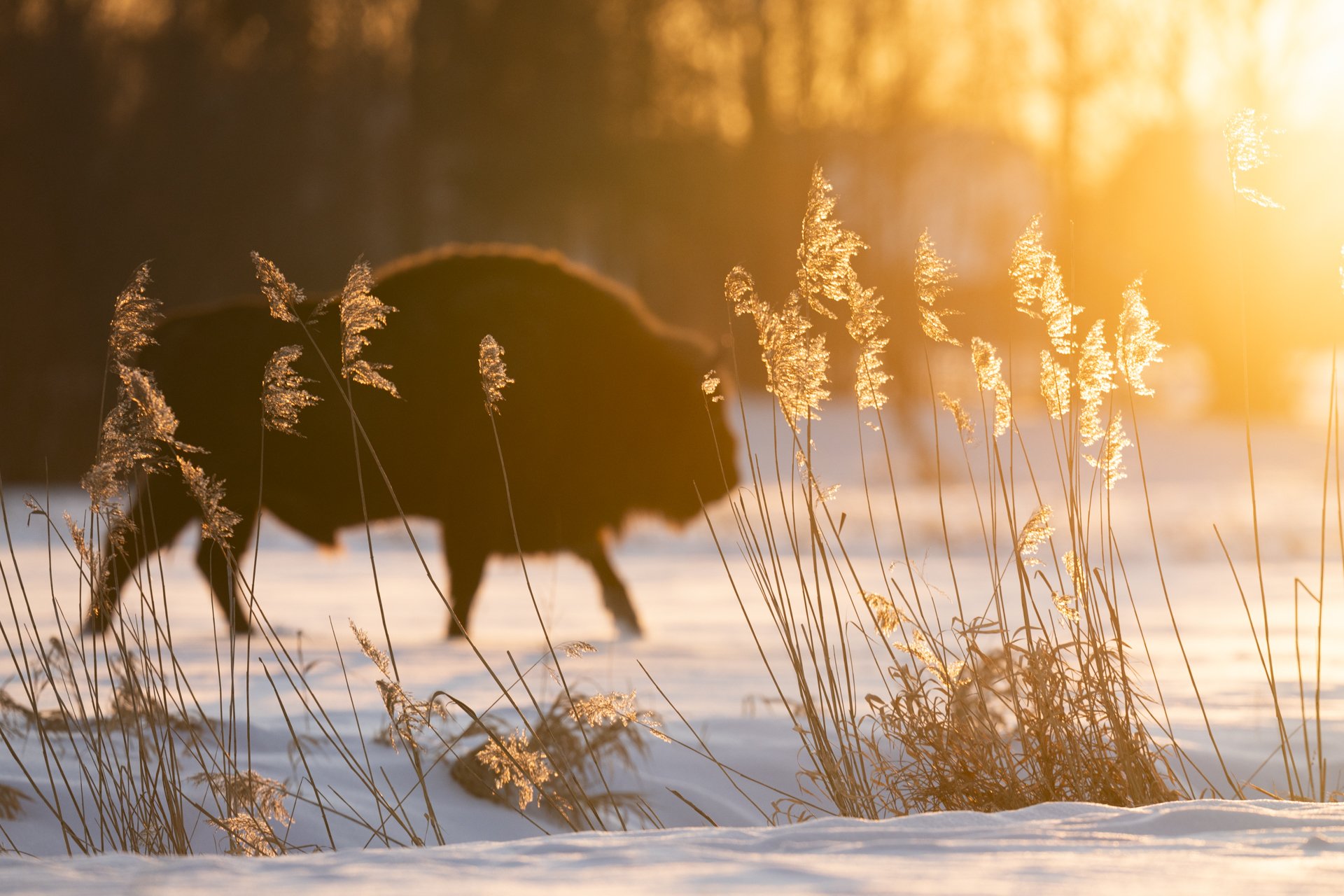 2026-02-09_Wisent-Unscharf-im-Gegenlicht-Schilf-Bialowieza_1920px.jpg