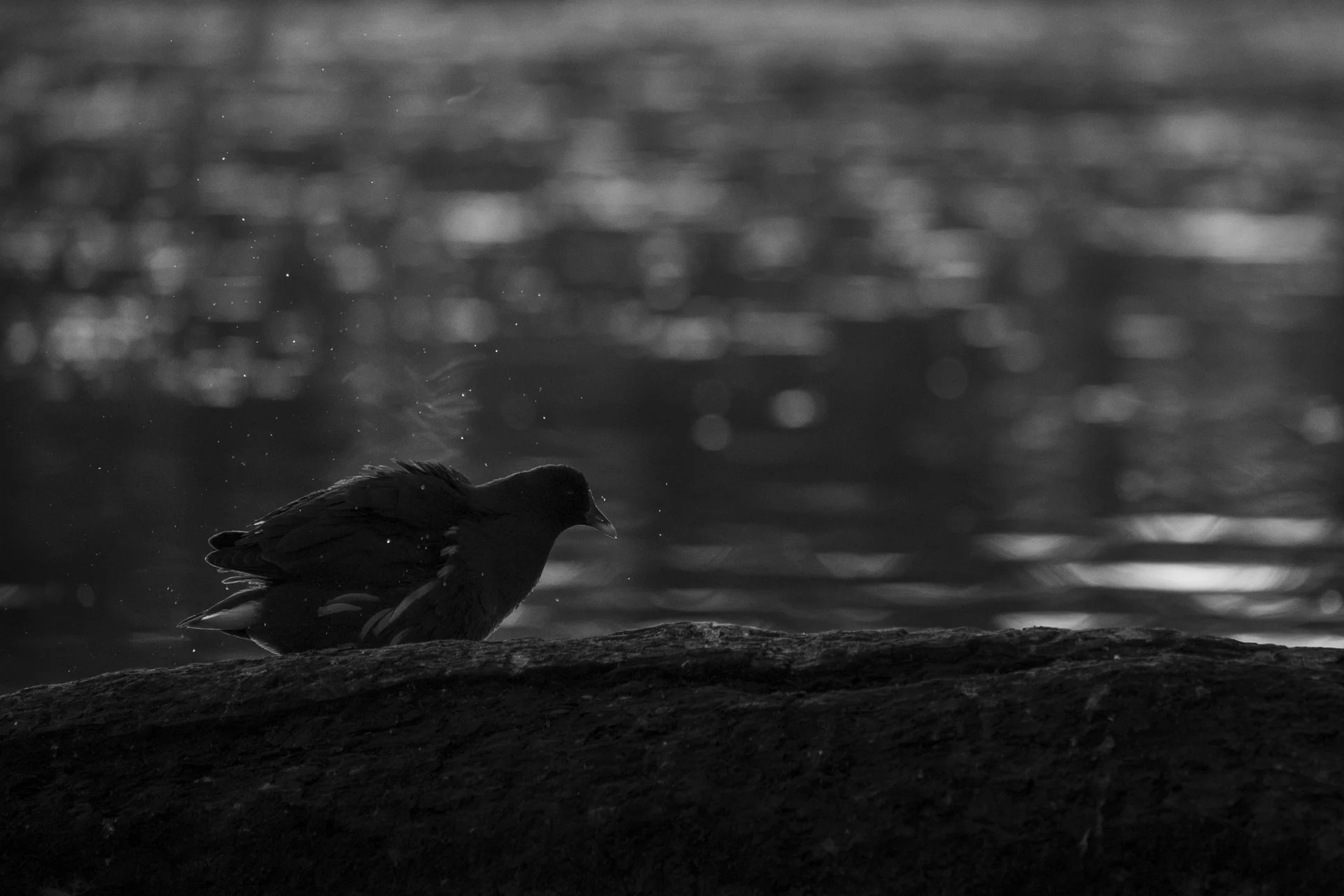 Teichhuhn Teichralle Schwarz Weiss Wasser Spritzer