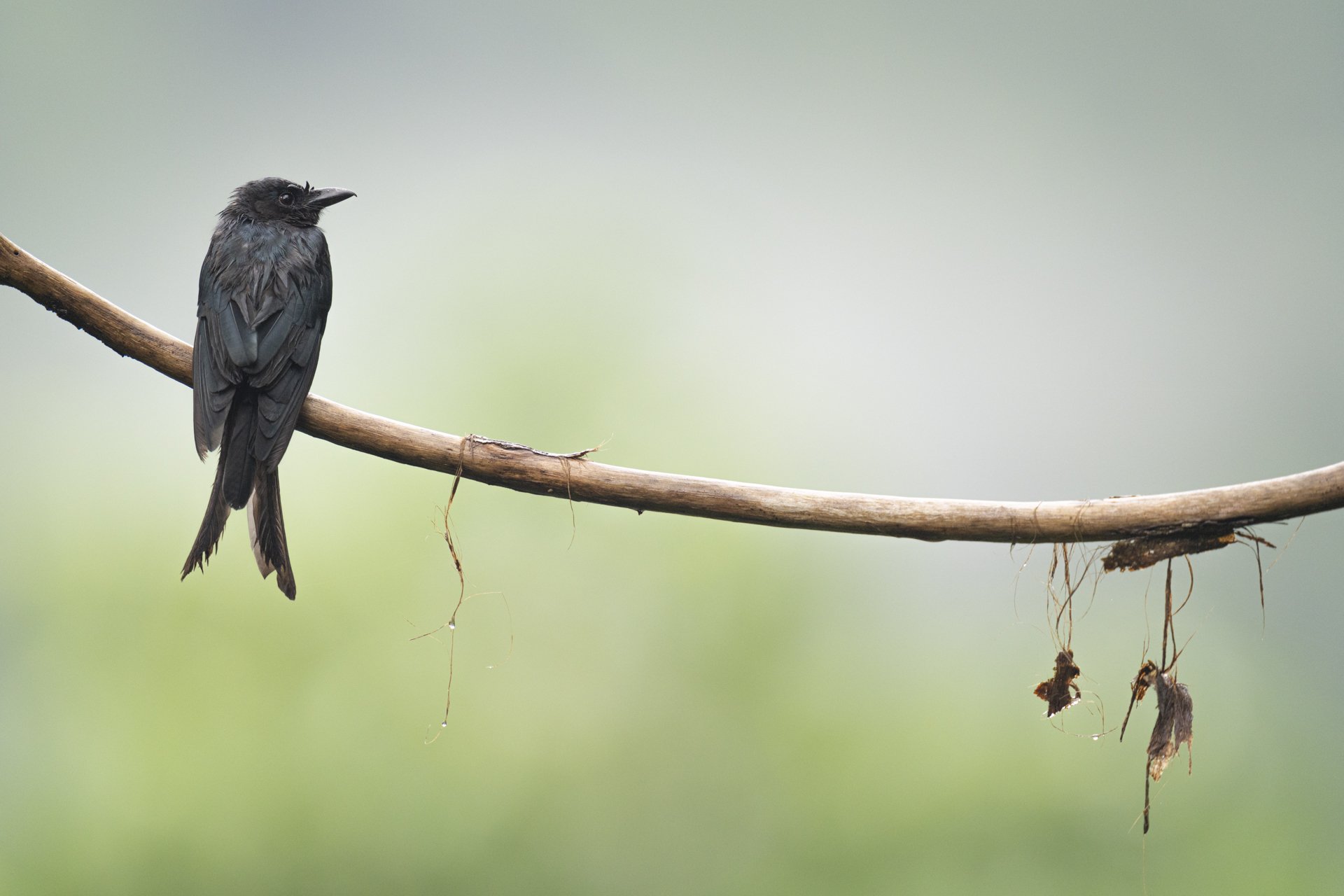 2025-07-21_Drongo-Sinharaja_1920px.jpg