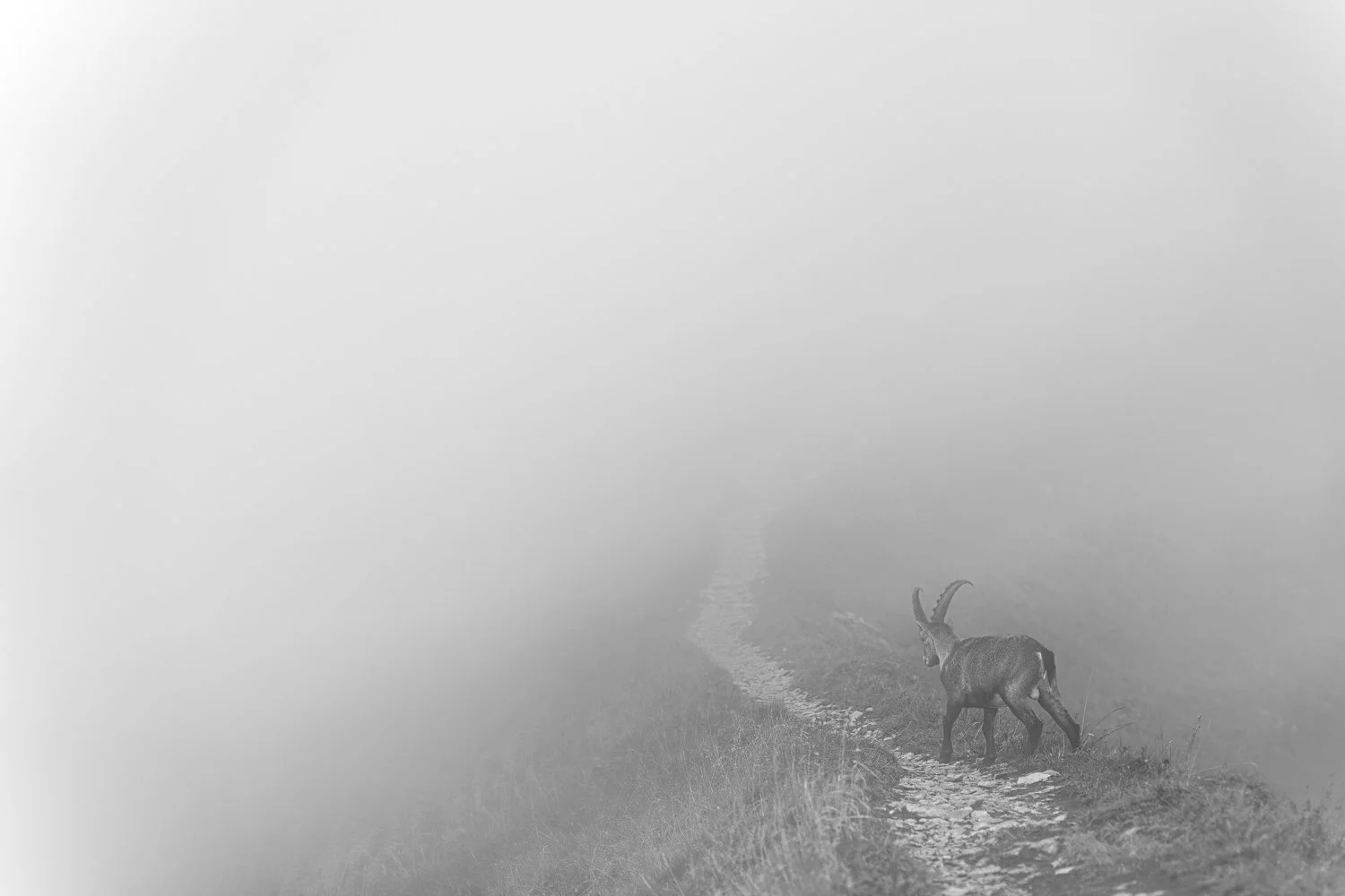 2024-09-10_Steinbock-wandert-im-Nebel-BW-Augstmatthorn_1500px.jpg