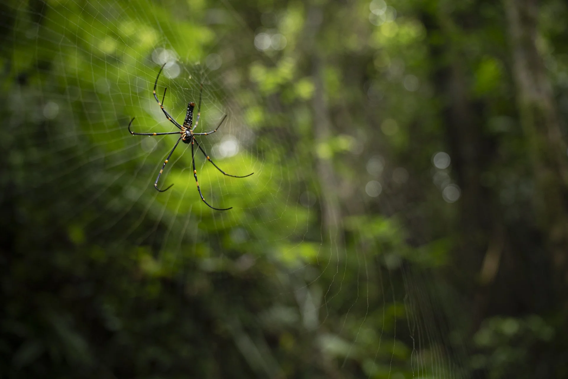 Spinne Dschungel Fotografie
