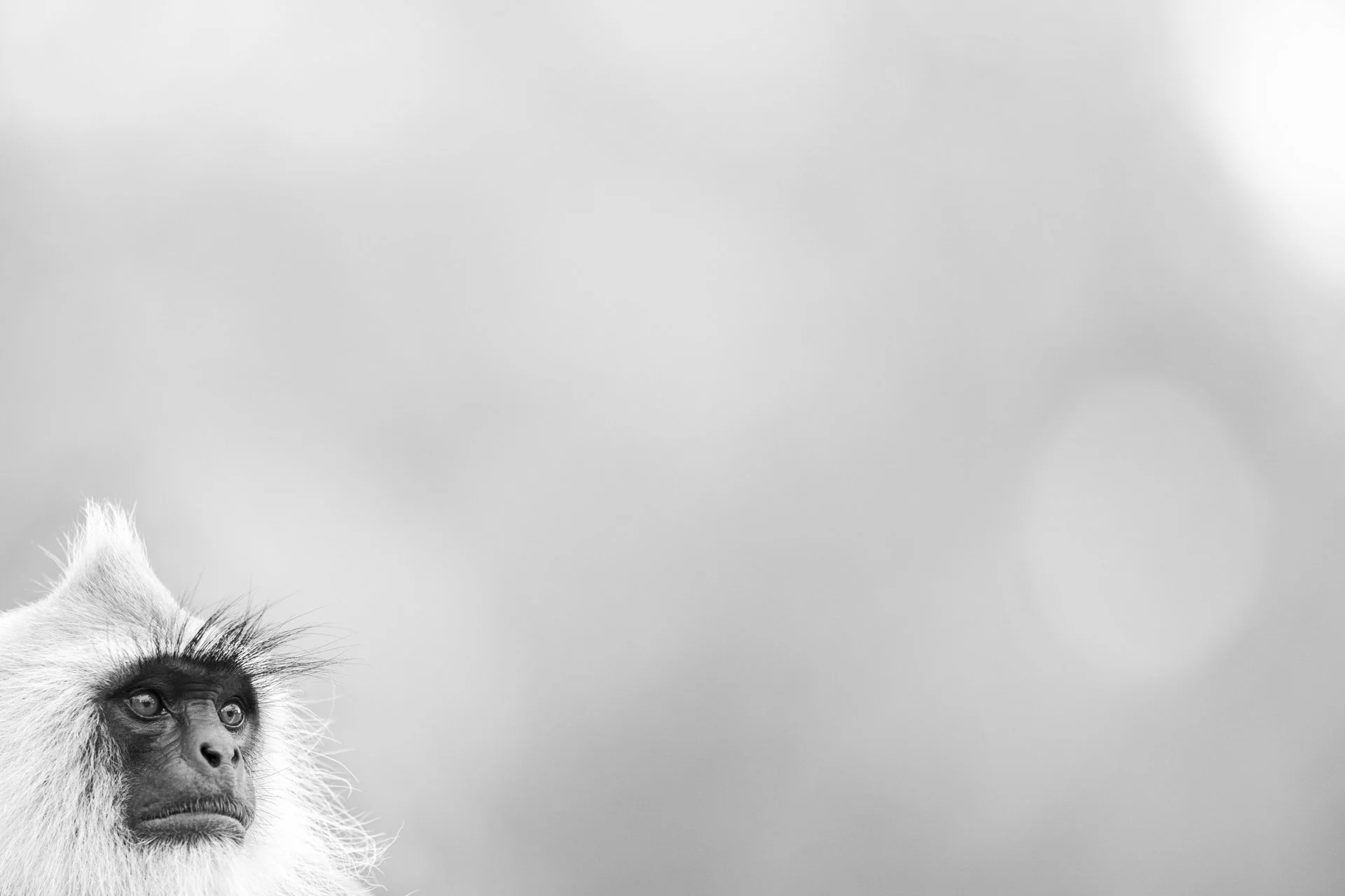 Primaten Affen Fotografie Kunst