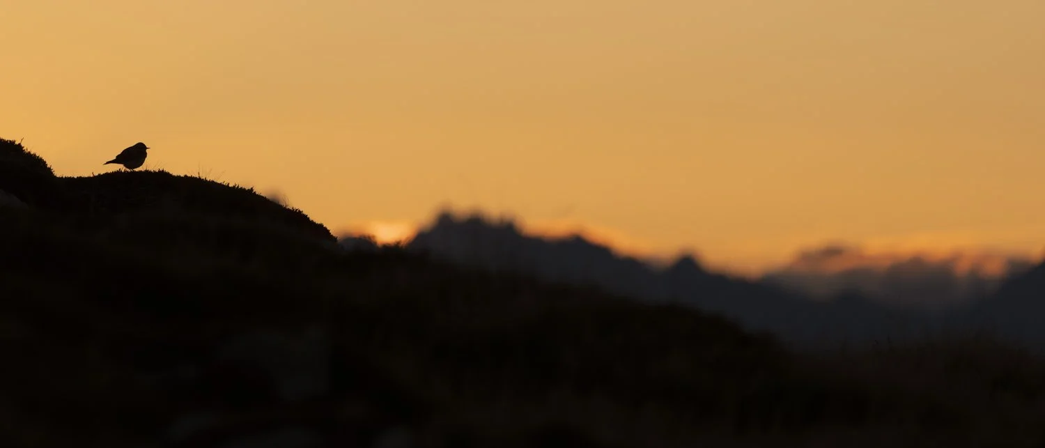 2024-09-07_Singvogel-Silhouette-Landschaft-Niederhorn_1500px.jpg
