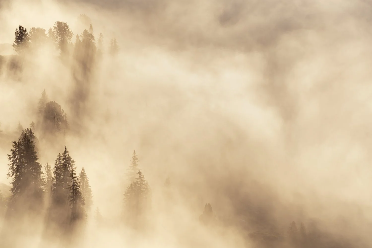 2024-09-06_Nadelbäume-im-Nebel-Golden-Niederhorn_1500px.jpg
