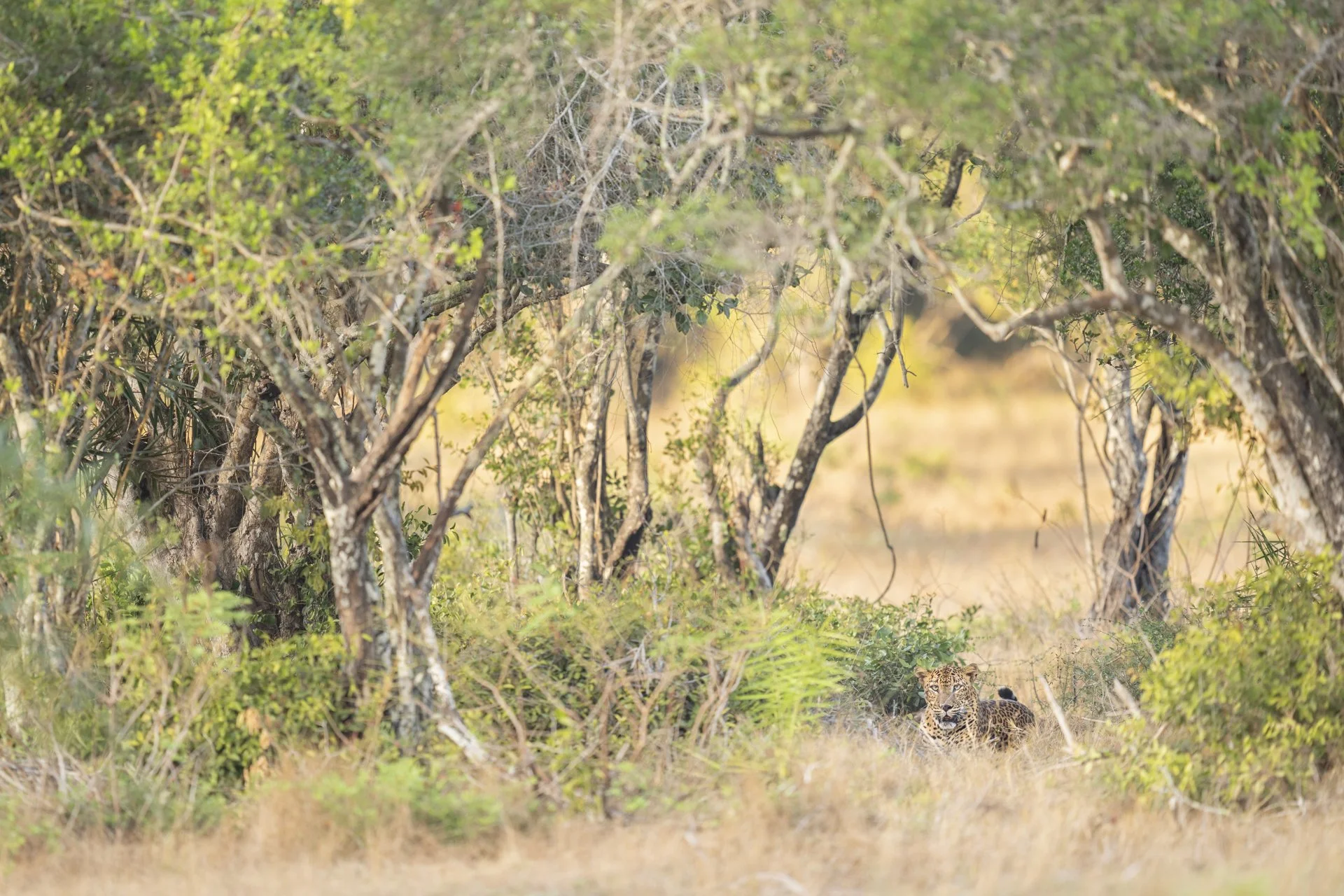 2025-08-06_Leopard-Mark-Wilpattu_1920px.jpg