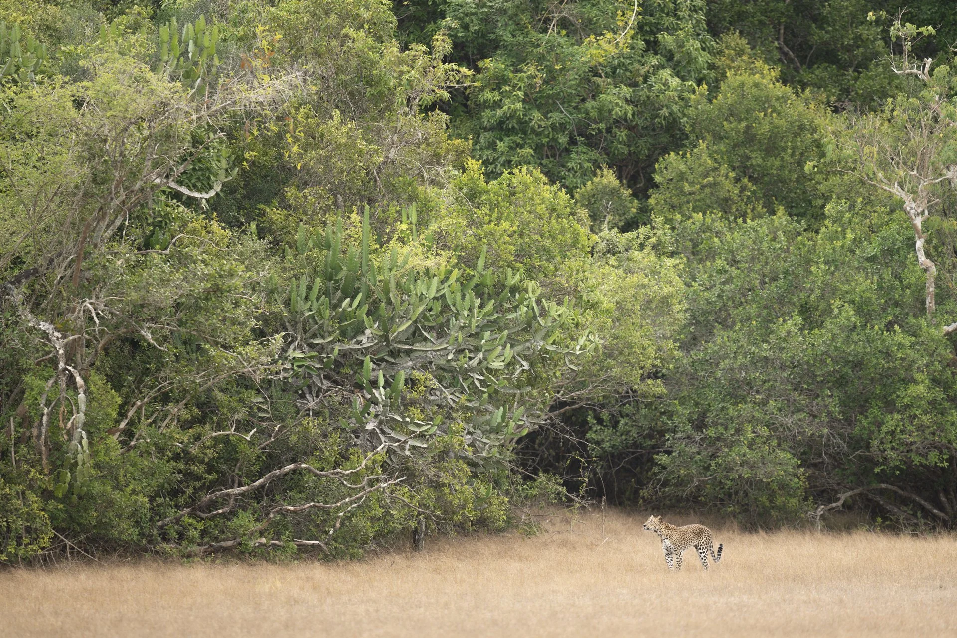 Leopard Dschungel Dschungelbuch