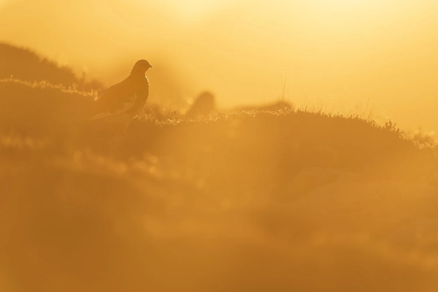 2024-09-07_Alpenschneehuhn-Goldene-Stunde-Niederhorn_1500px.jpg