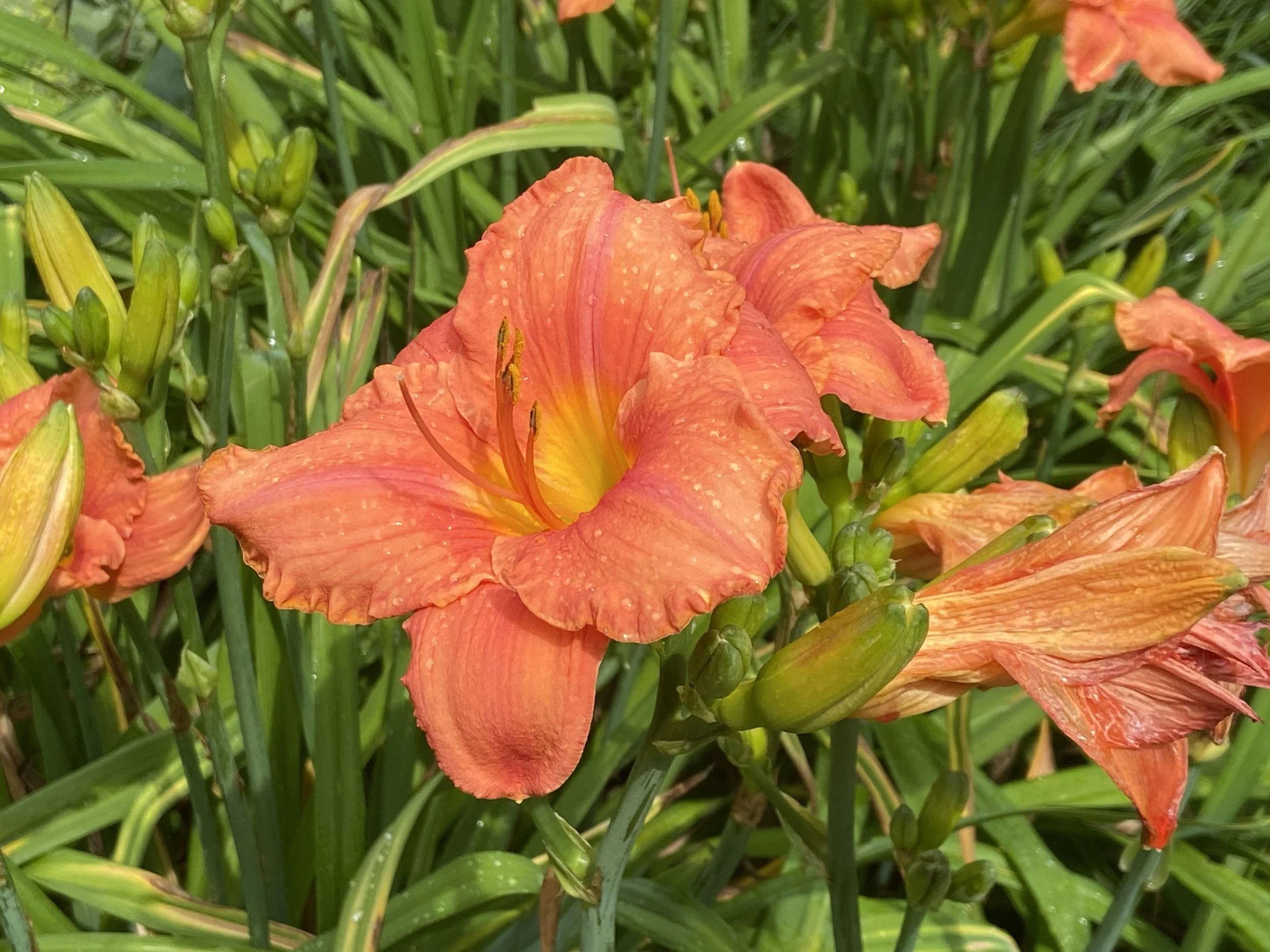 Orange flower.jpg