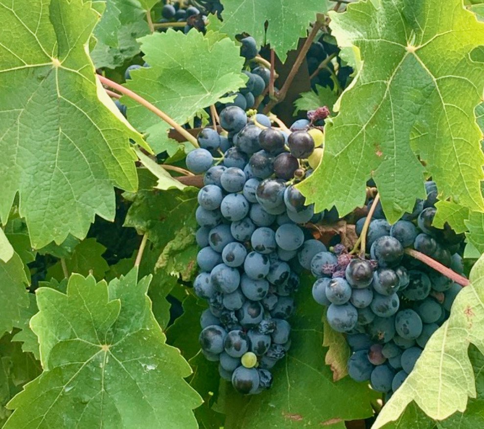 Wine+grapes-Nemea.jpeg
