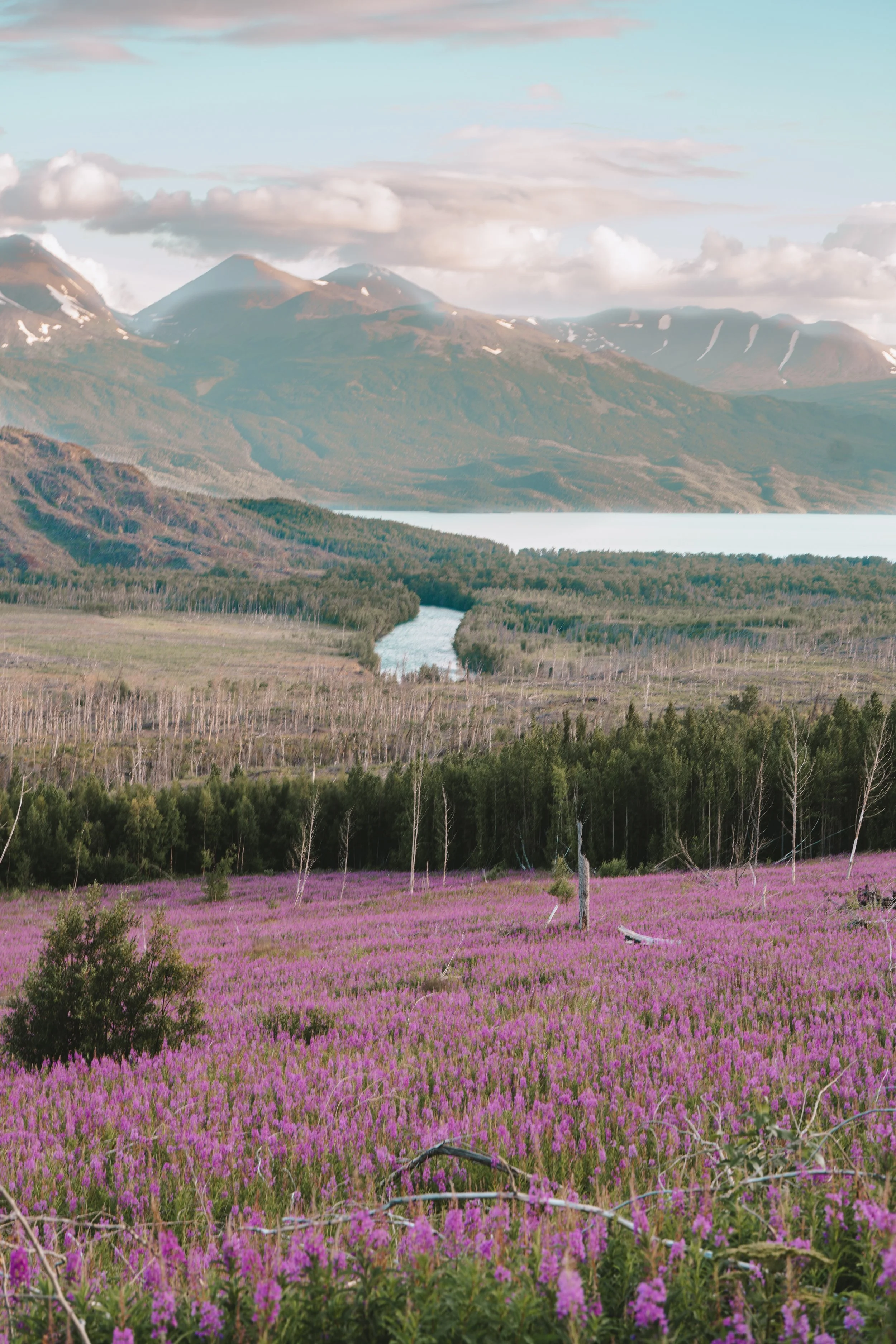 Alaska Wildflower Sessions