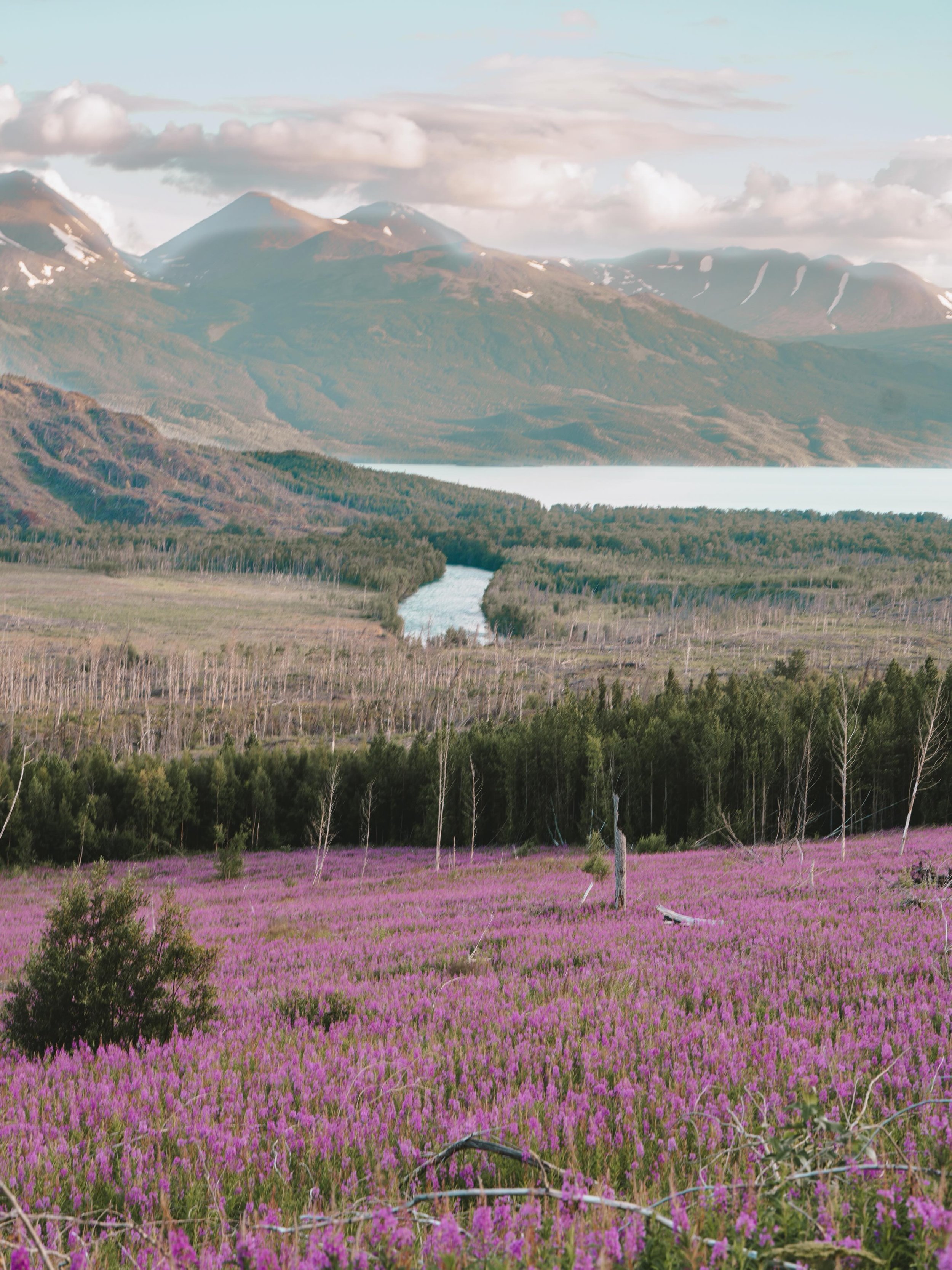 Alaska wildflower season is upon us and it is one of the most magical times to book a photography session. 🙂 

Every year I get so many questions about the difference between fireweed and lupine sessions, best timing, locations, and what to expect&m