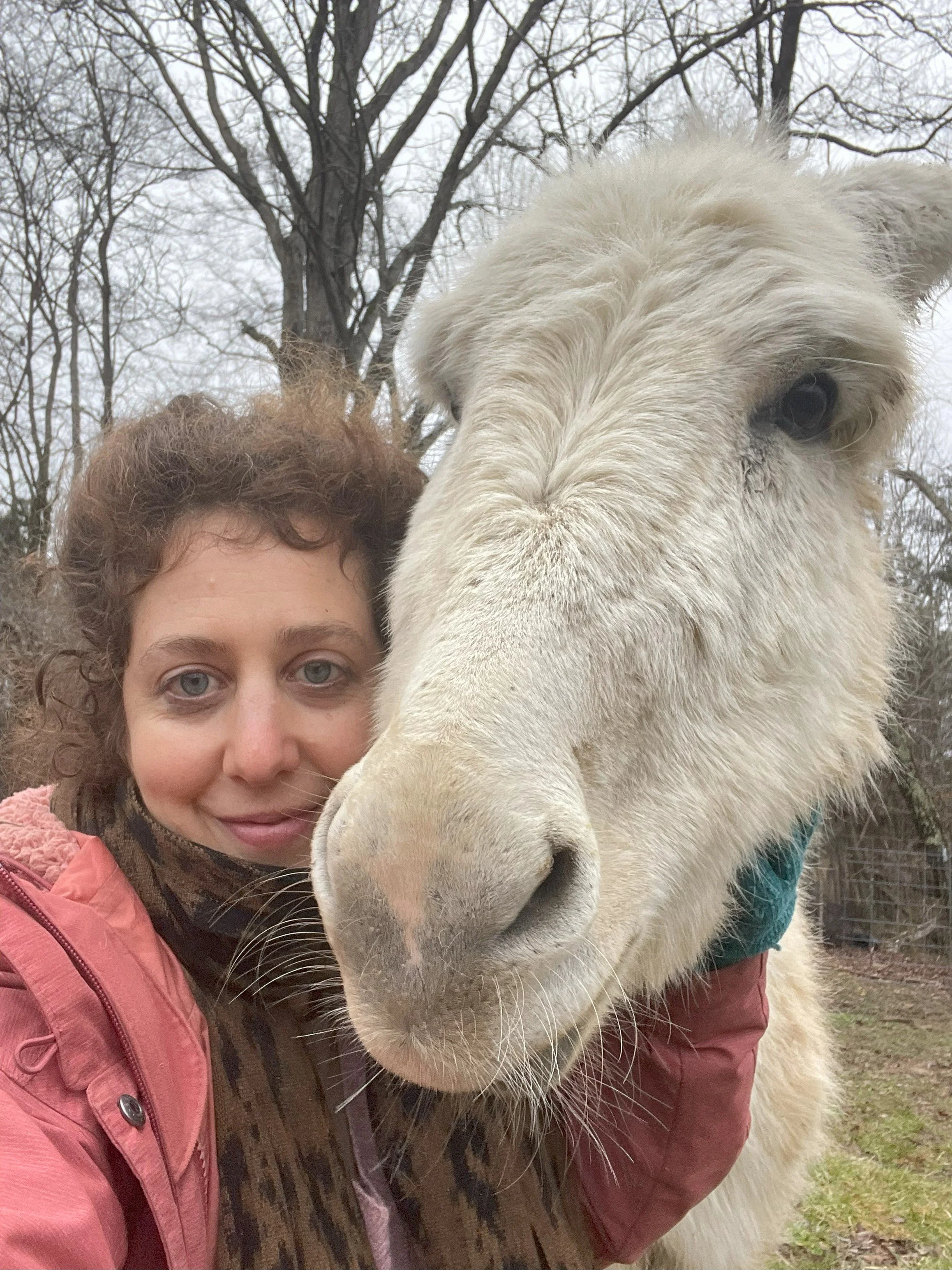 A woman taking a selfie with a large white llama outdoors on a cloudy day, surrounded by leafless trees.