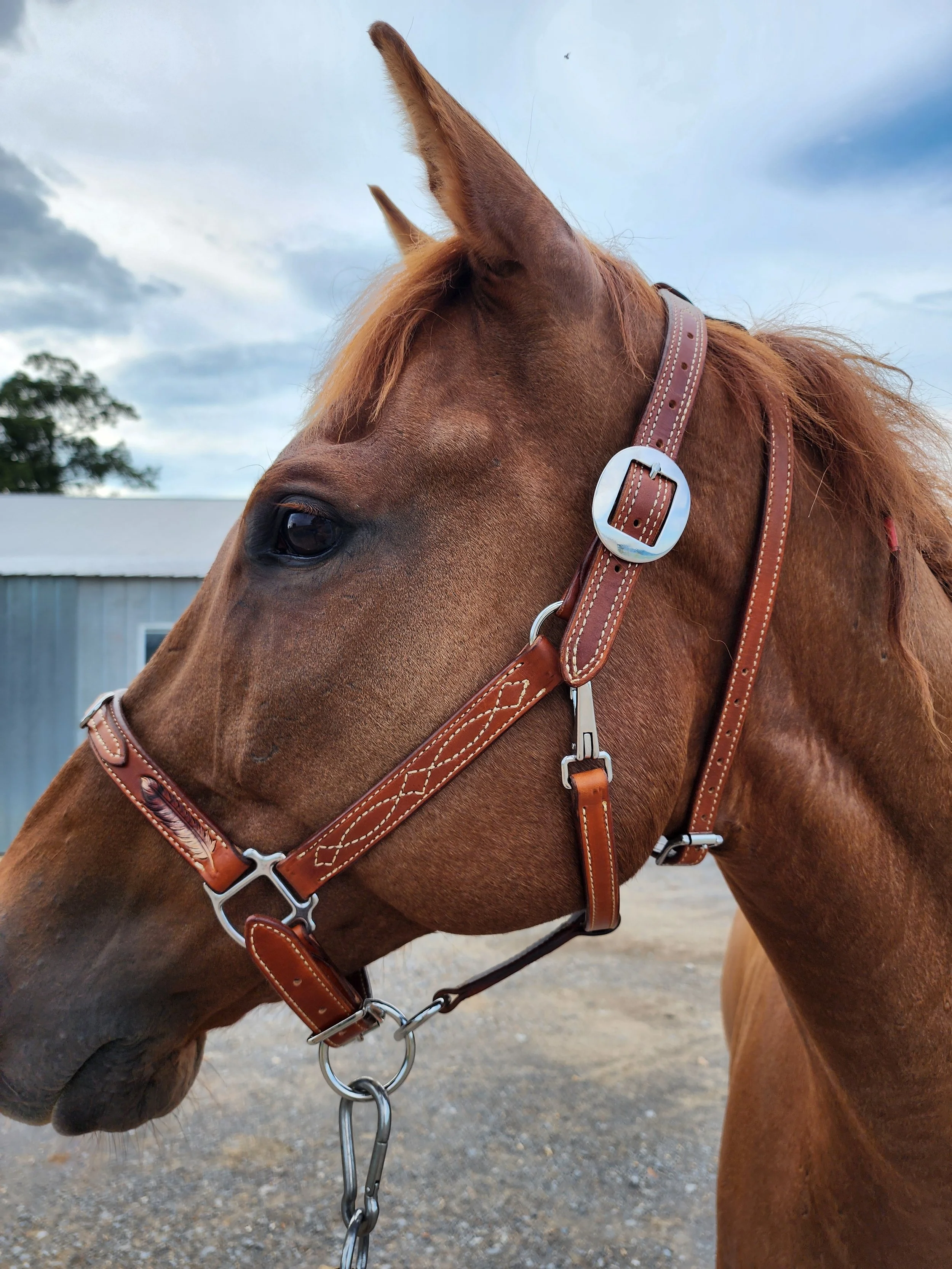 Custom Halter w/ removeable throatlatch