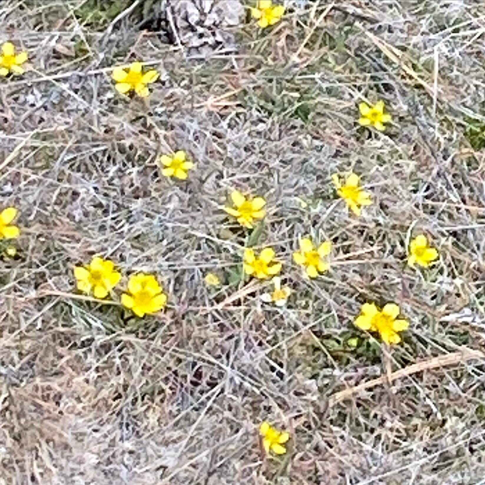 Signs of spring on the beautiful hills above Naramata. 💚

#naramata
#naramatalove 
#springiscoming 
#getoutsideandexplore