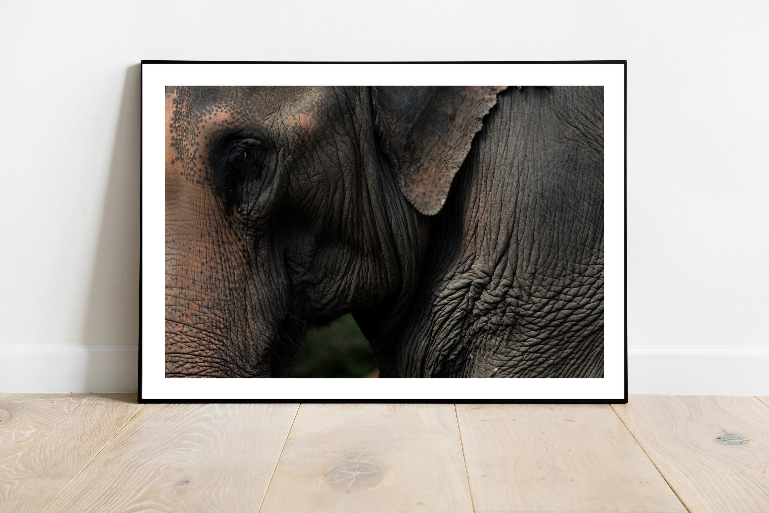 Elephant.jpg