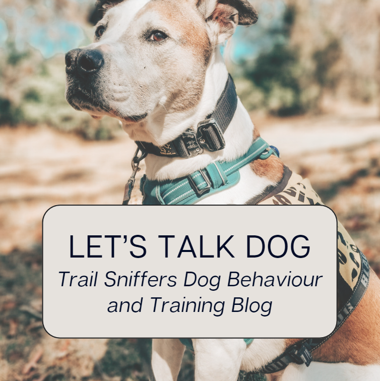 The Five Training Principles That Shape the Way I Work With Dogs
