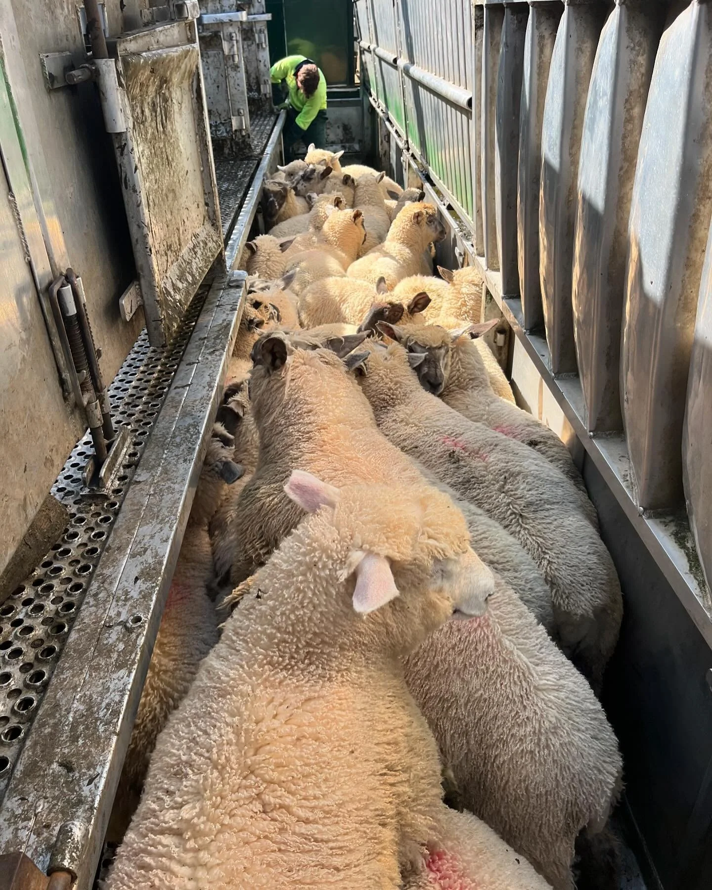 Spring lambs on the move