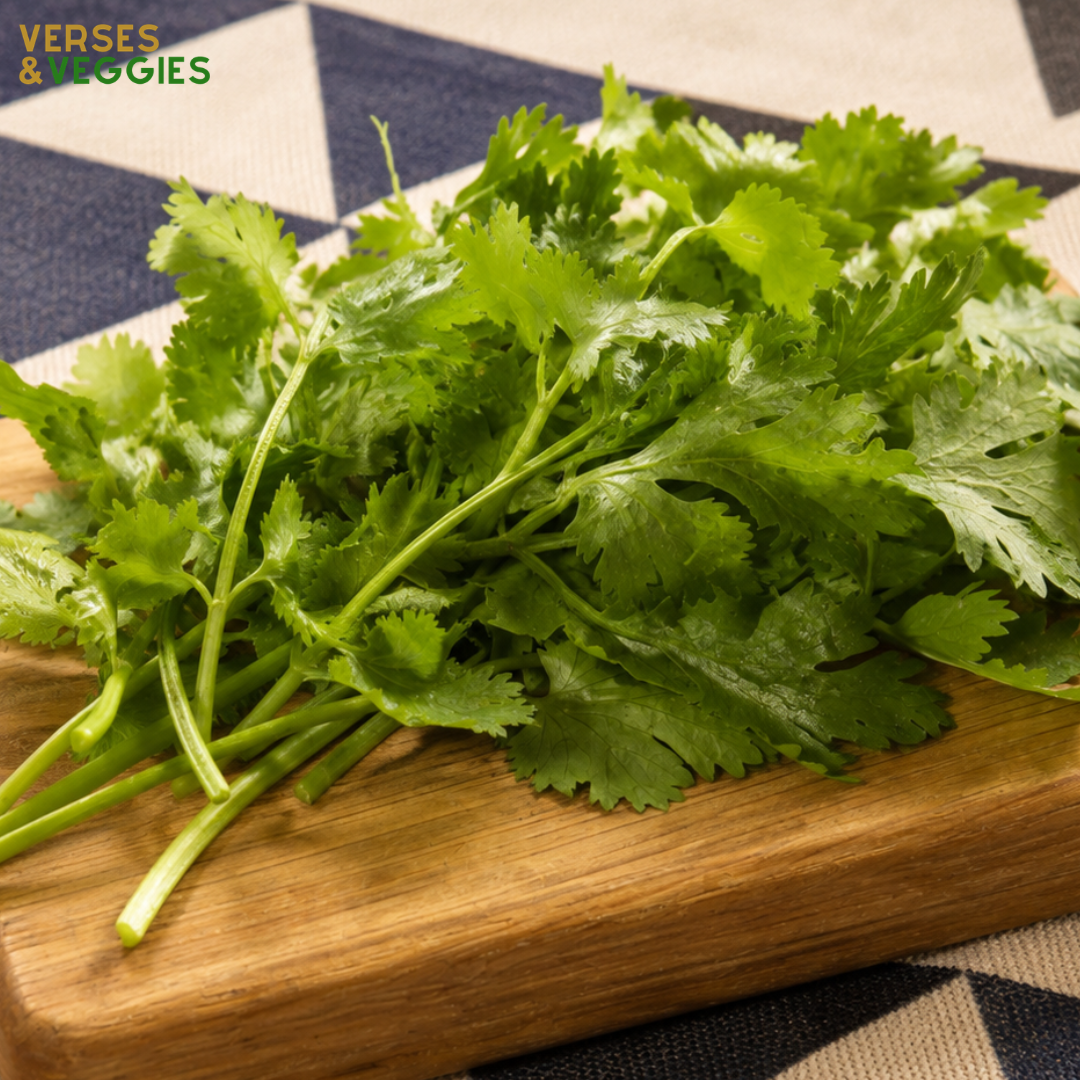 Cilantro 