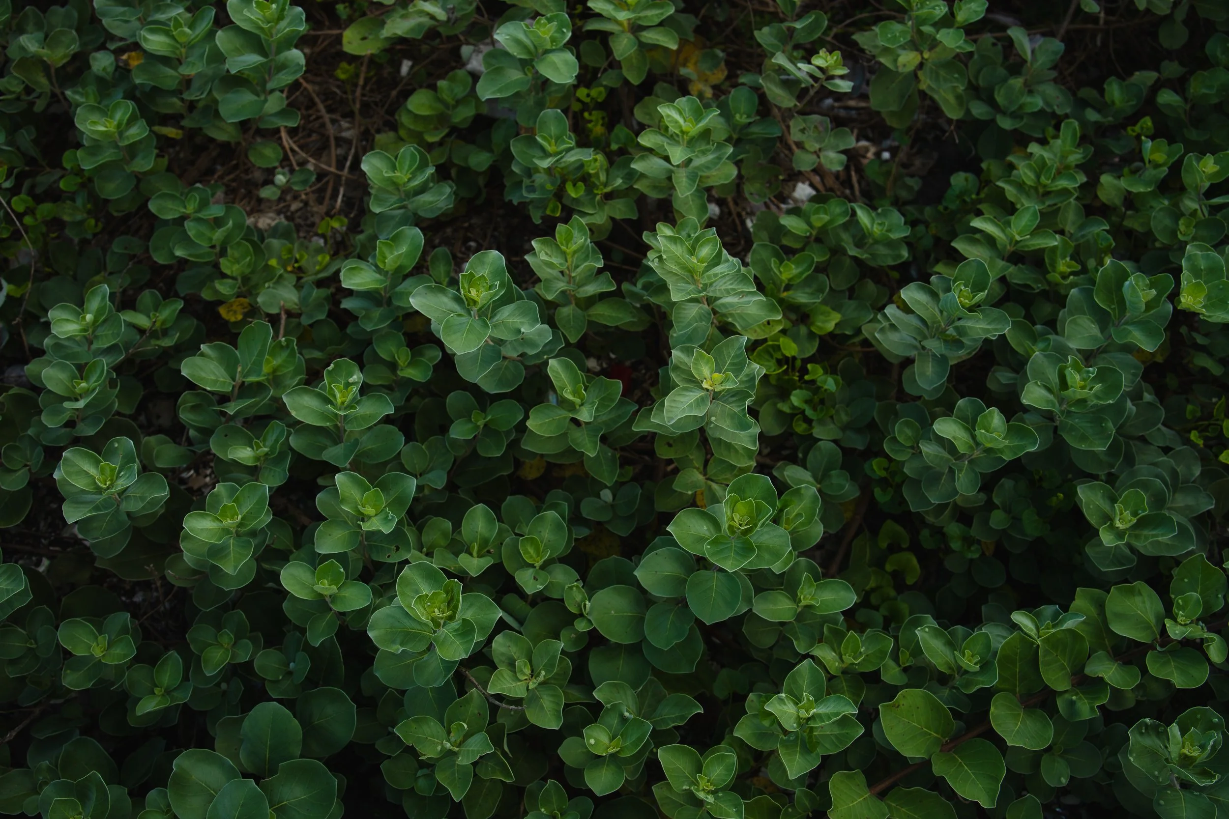 Jeju, South Korea - 2025-43.jpg