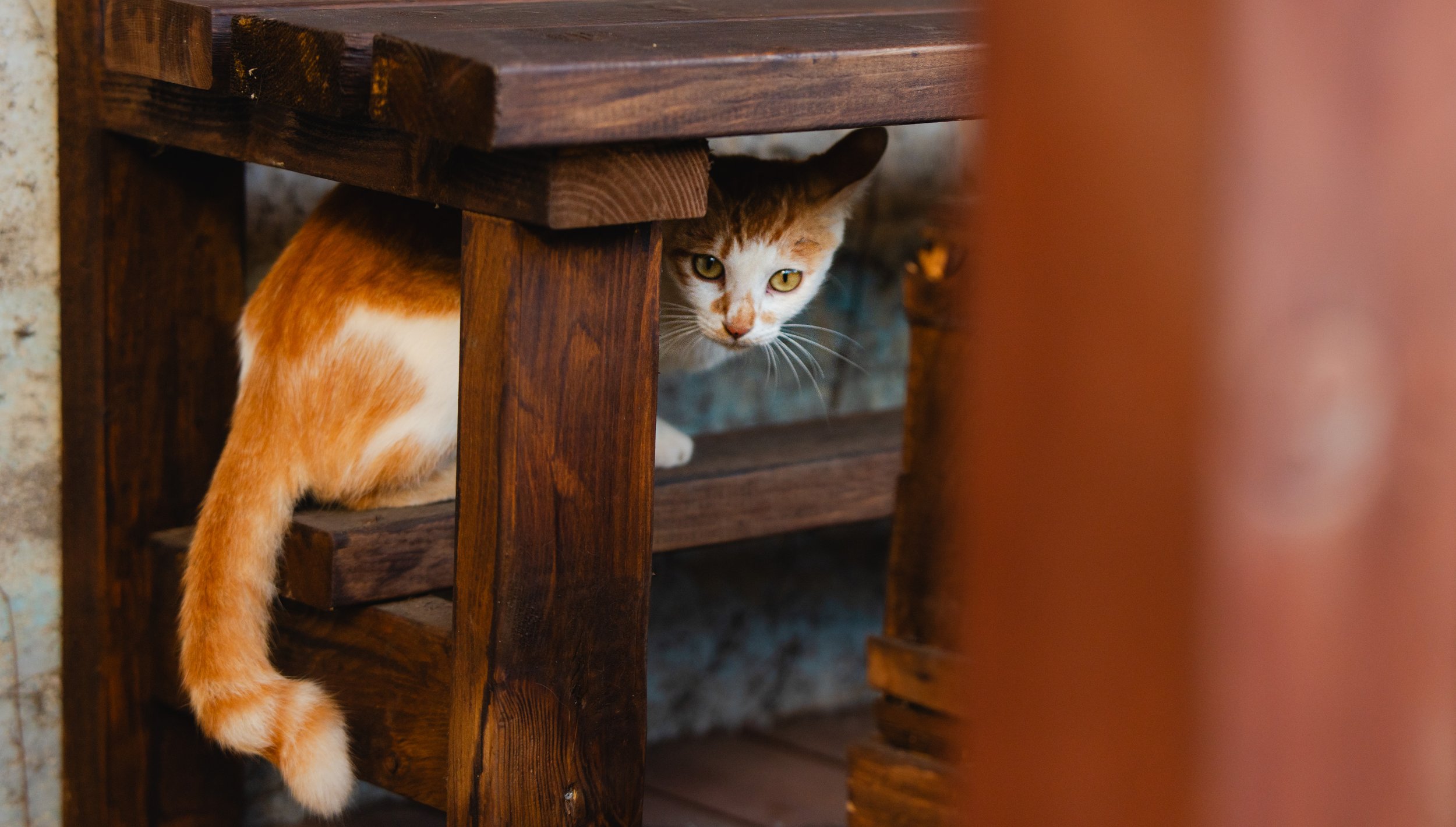 Jeju, South Korea - 2025-48.jpg