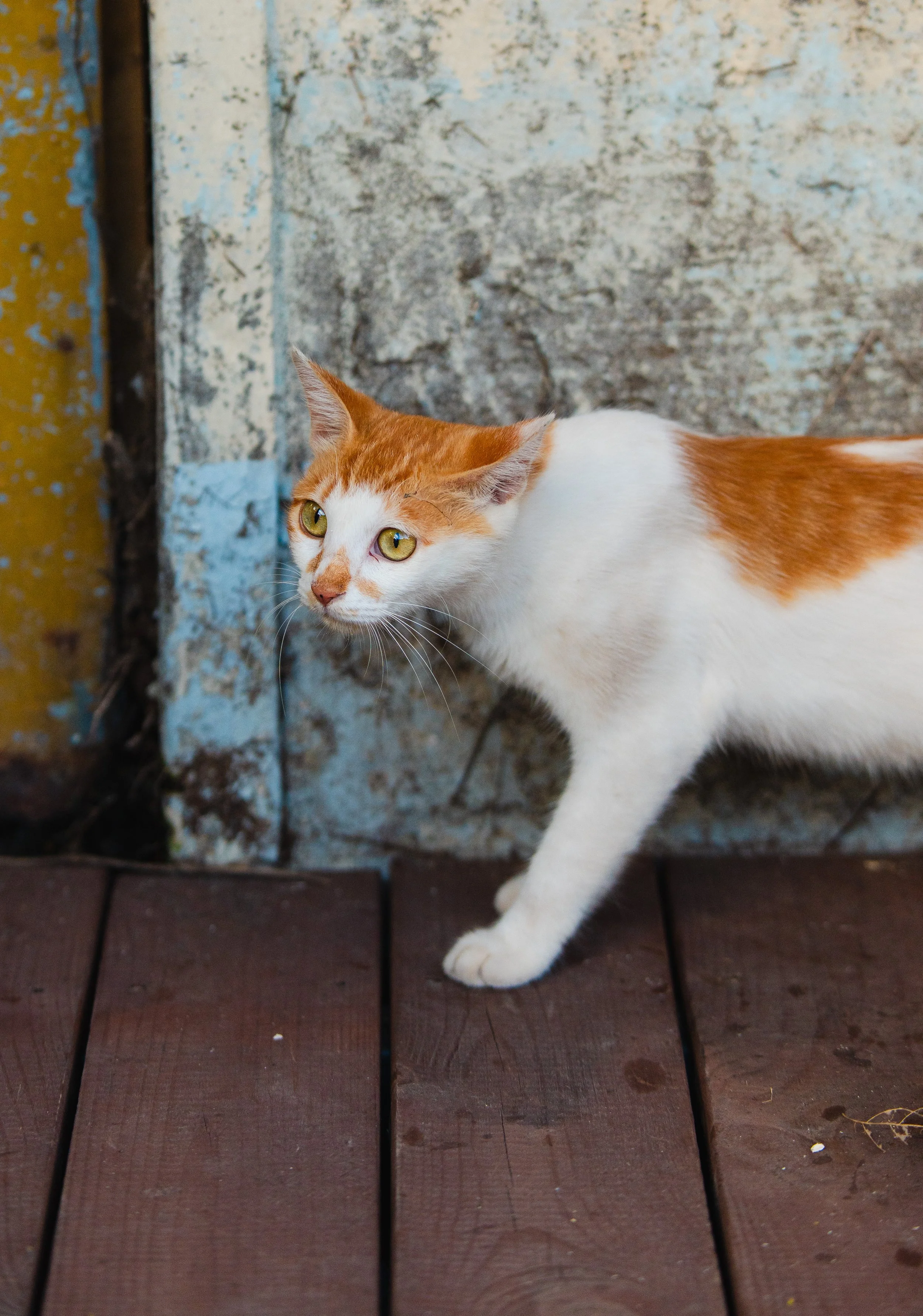 Jeju, South Korea - 2025-49.jpg