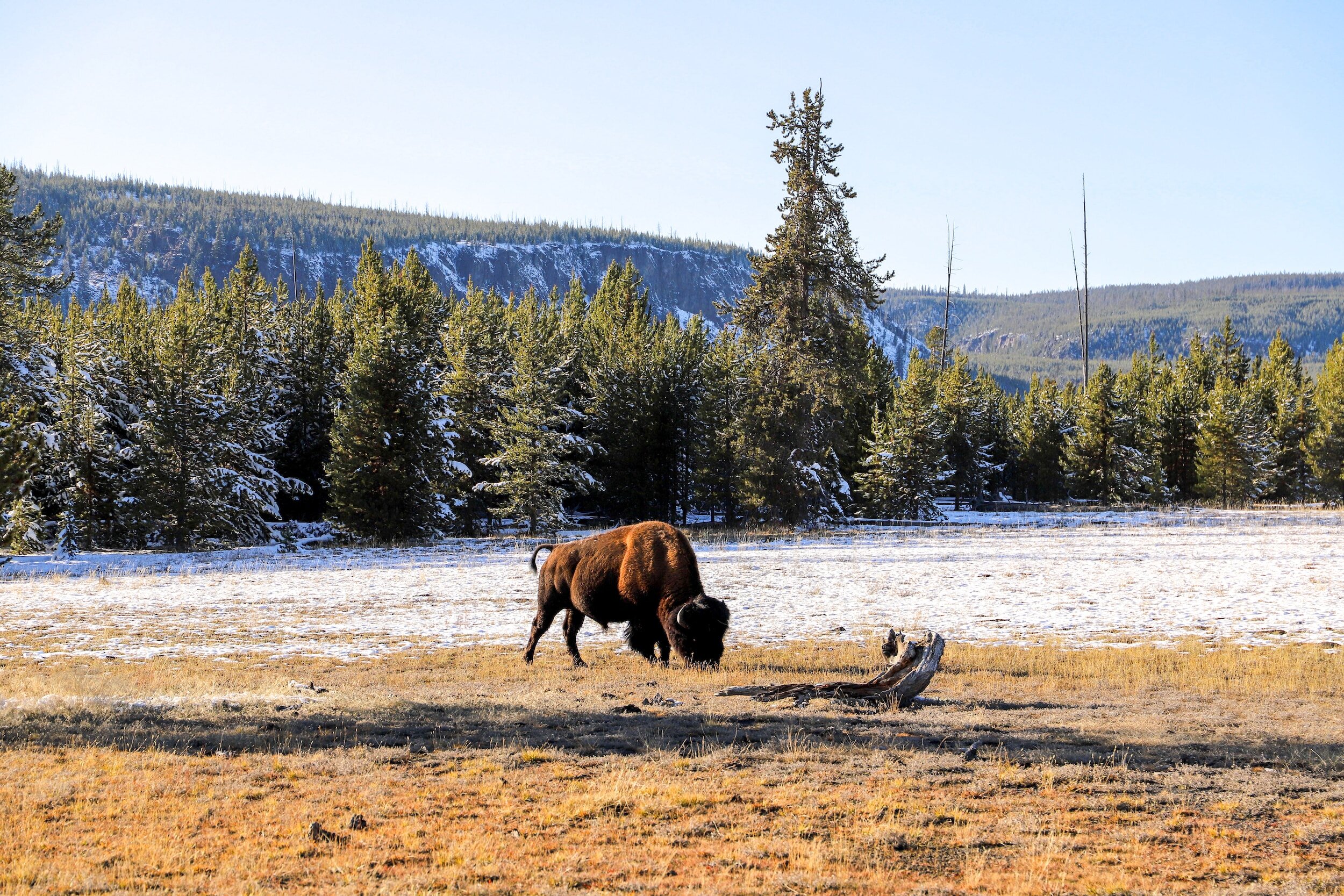 Yellowstone Area