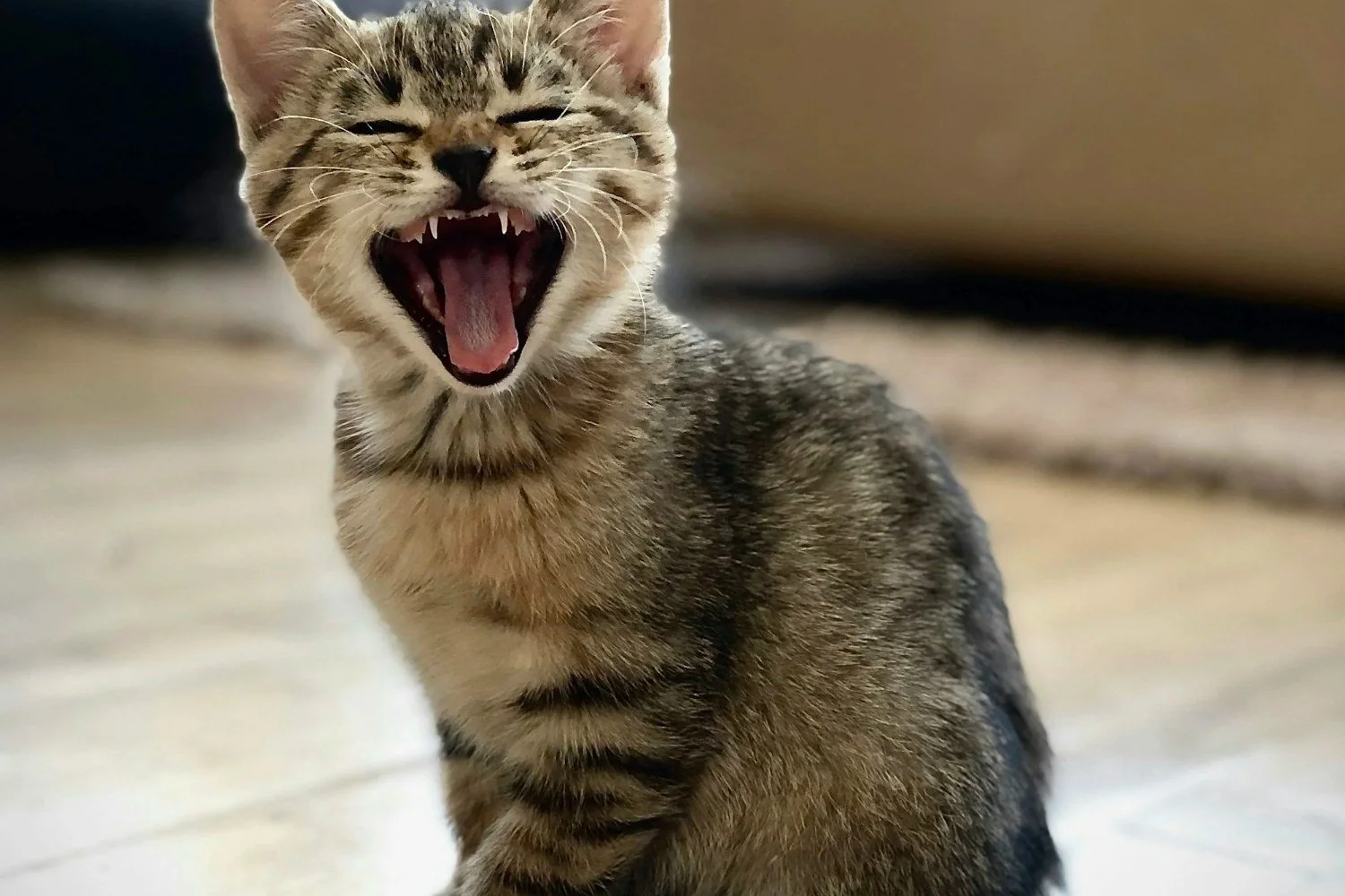 Cat yawning and showing its teeth