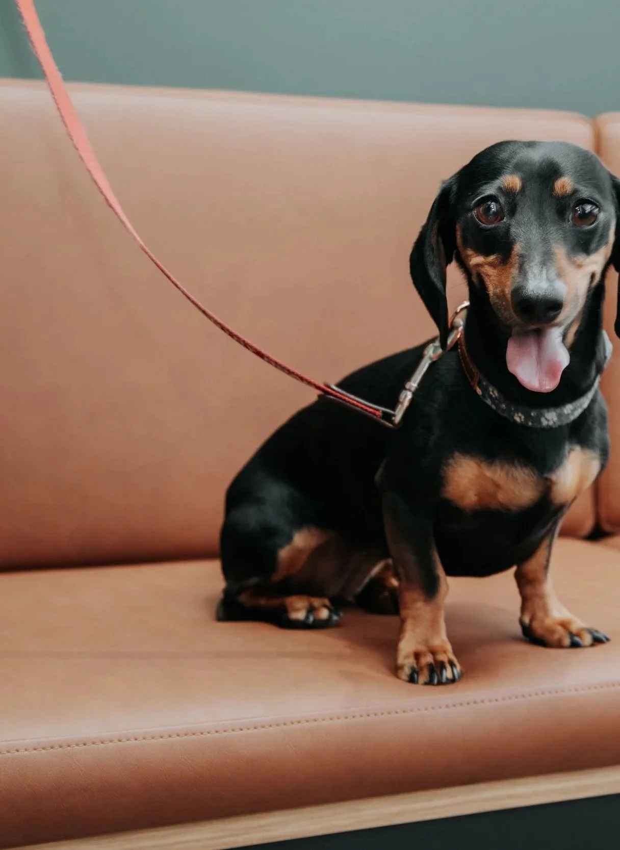 Dachshund sitting on a sofa at Tooronga Veterinary Hospital