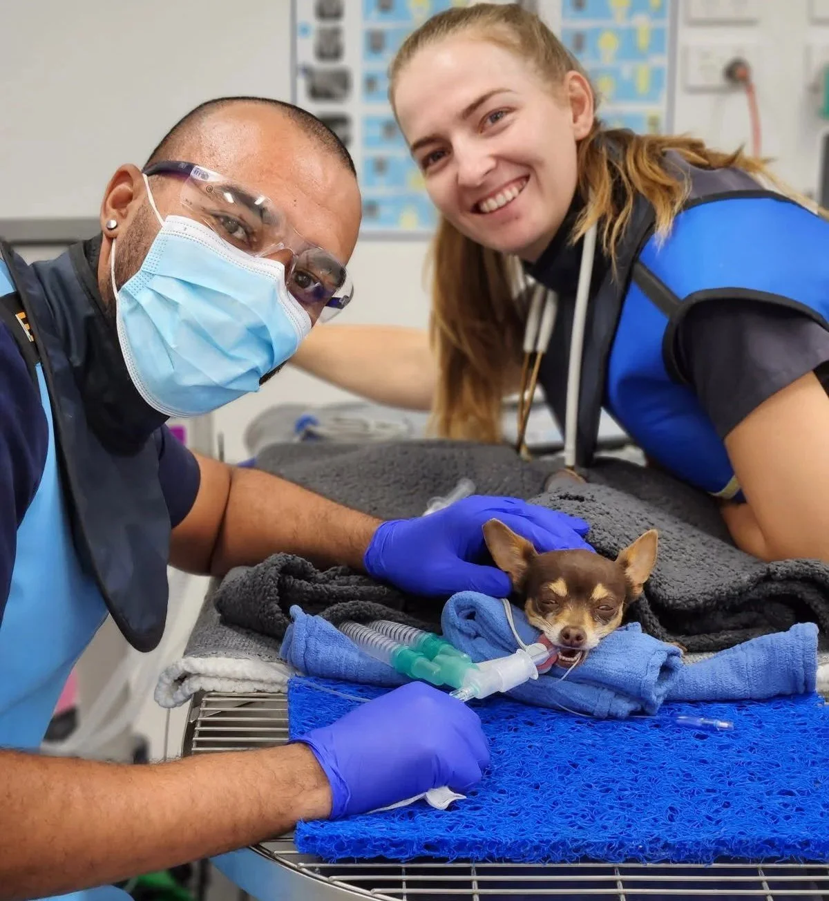 Vets treating a patient at Tooronga Veterinary Hospital