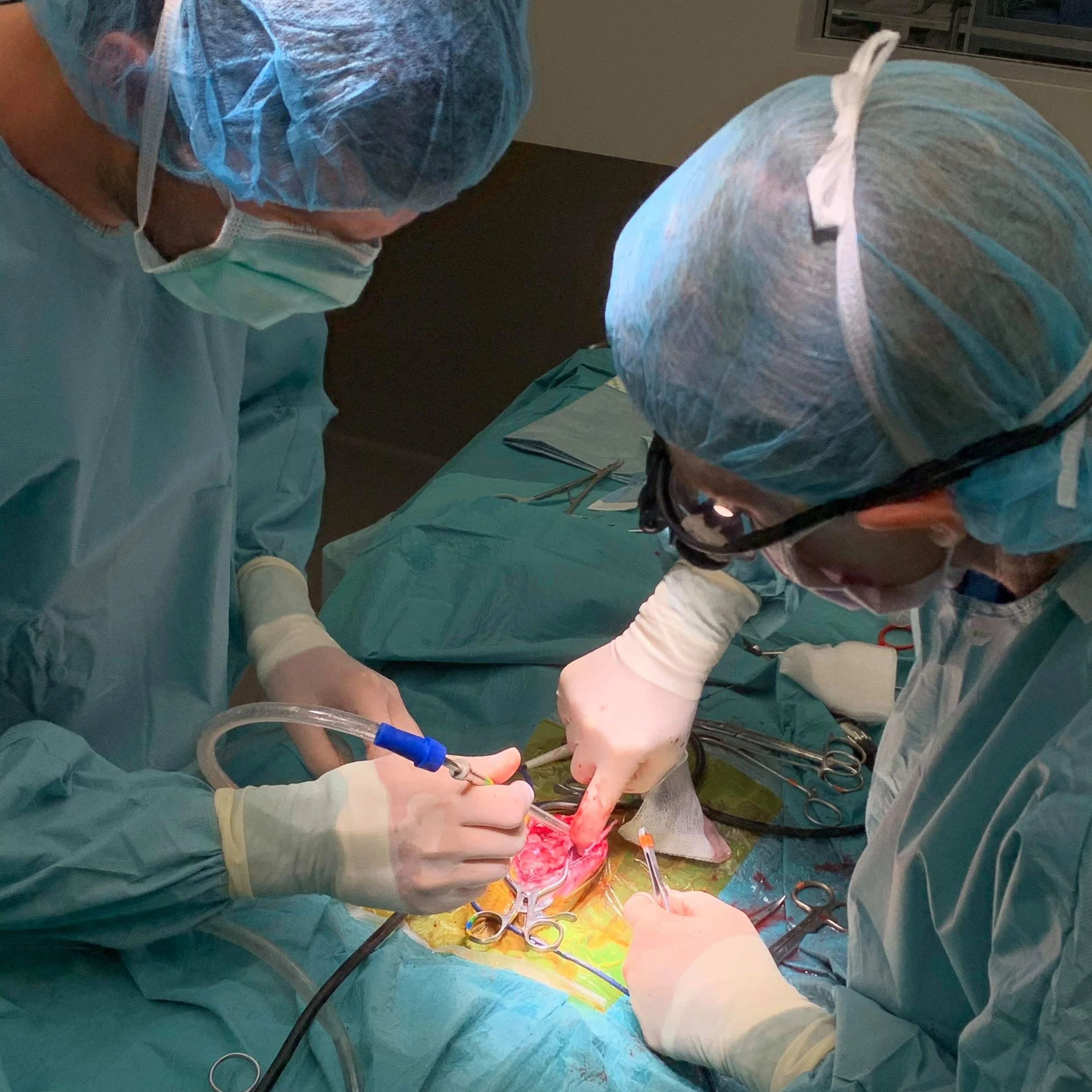 Staged Dental Procedures for Pets in Melbourne