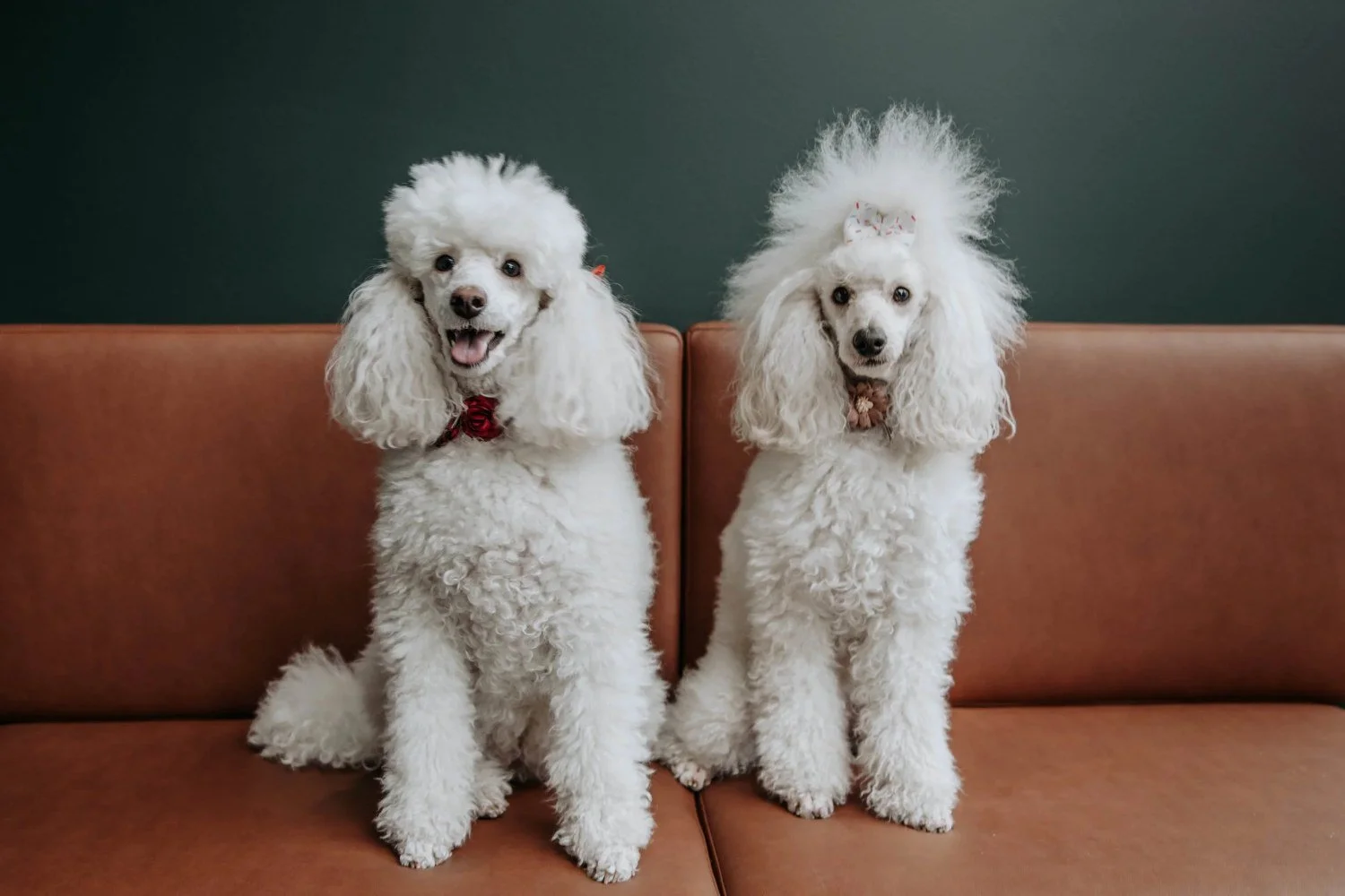 Two white poodles sitting on a sofa