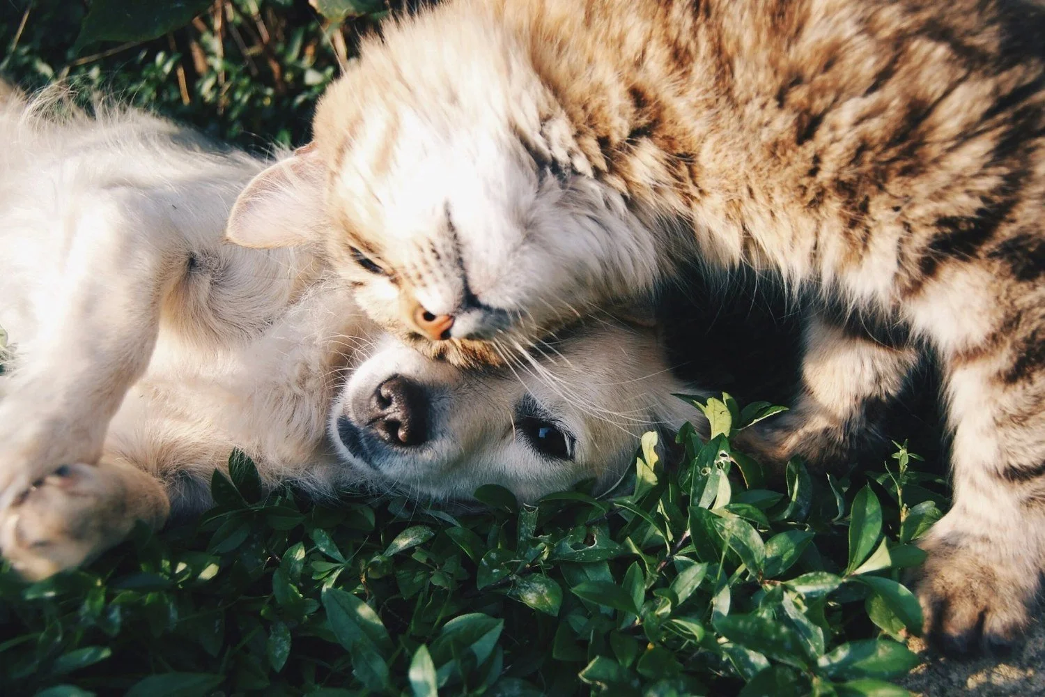 Cat and dog cuddling on the grass