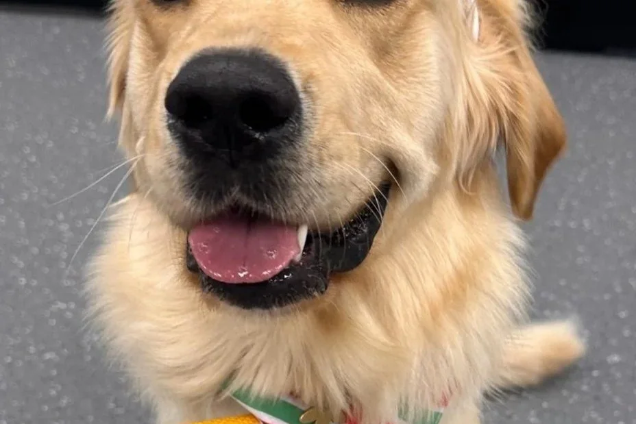Golden retriever smiling at the camera