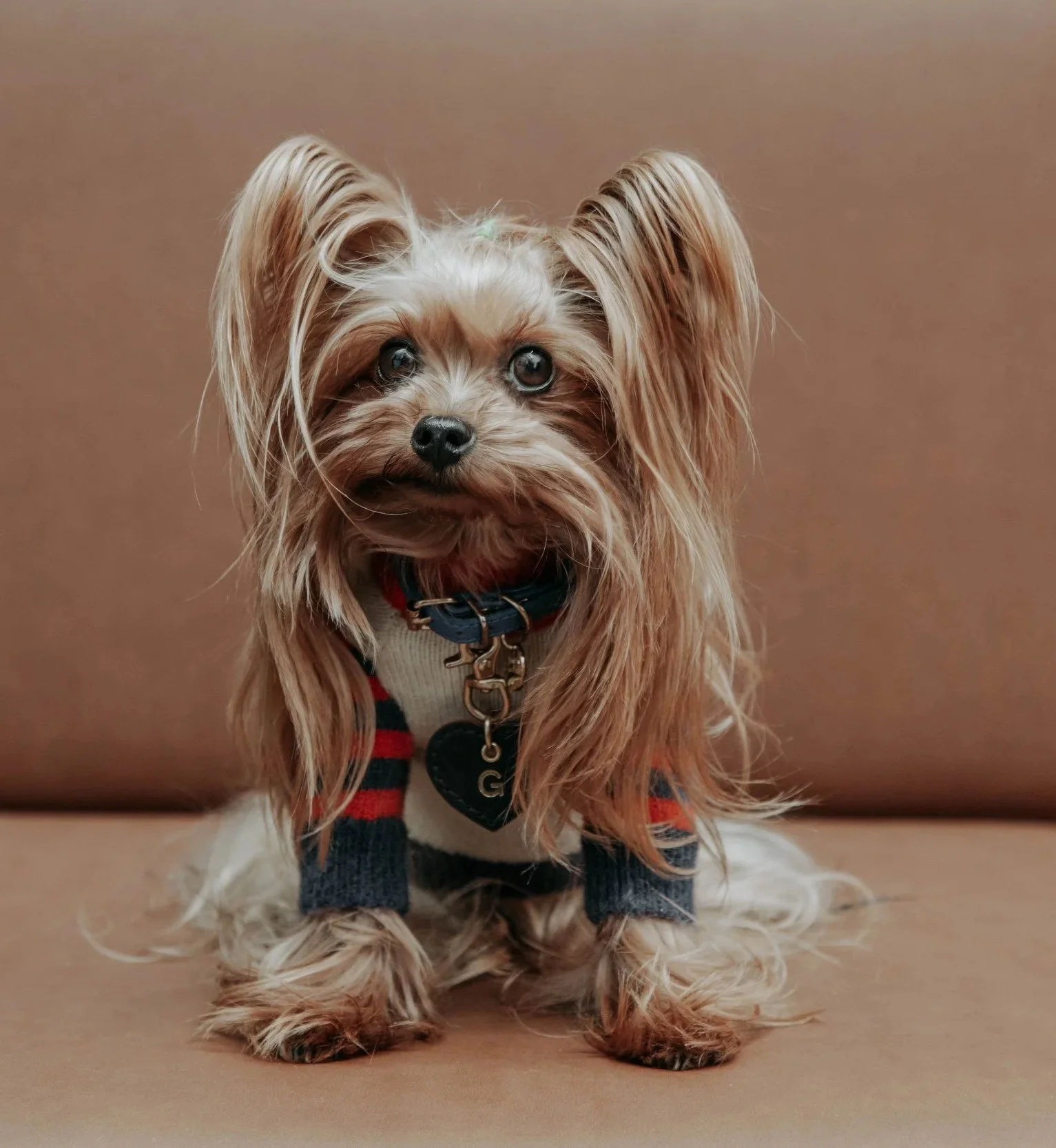 Yorkshire terrier sitting on a sofa