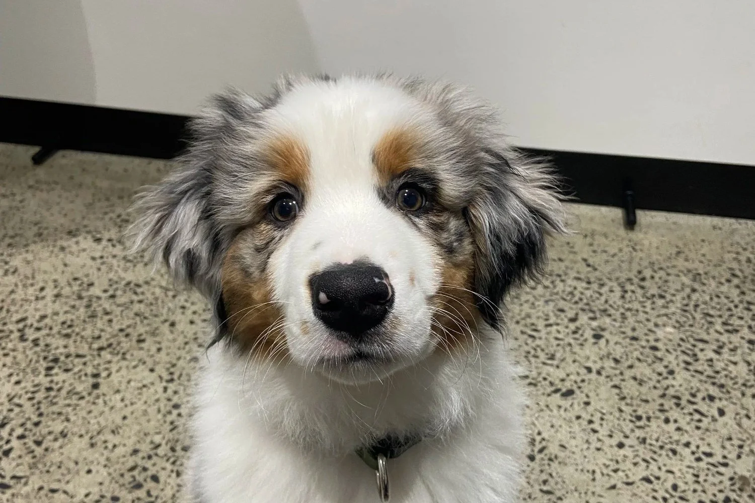 Australian shepherd puppy looking at the camera