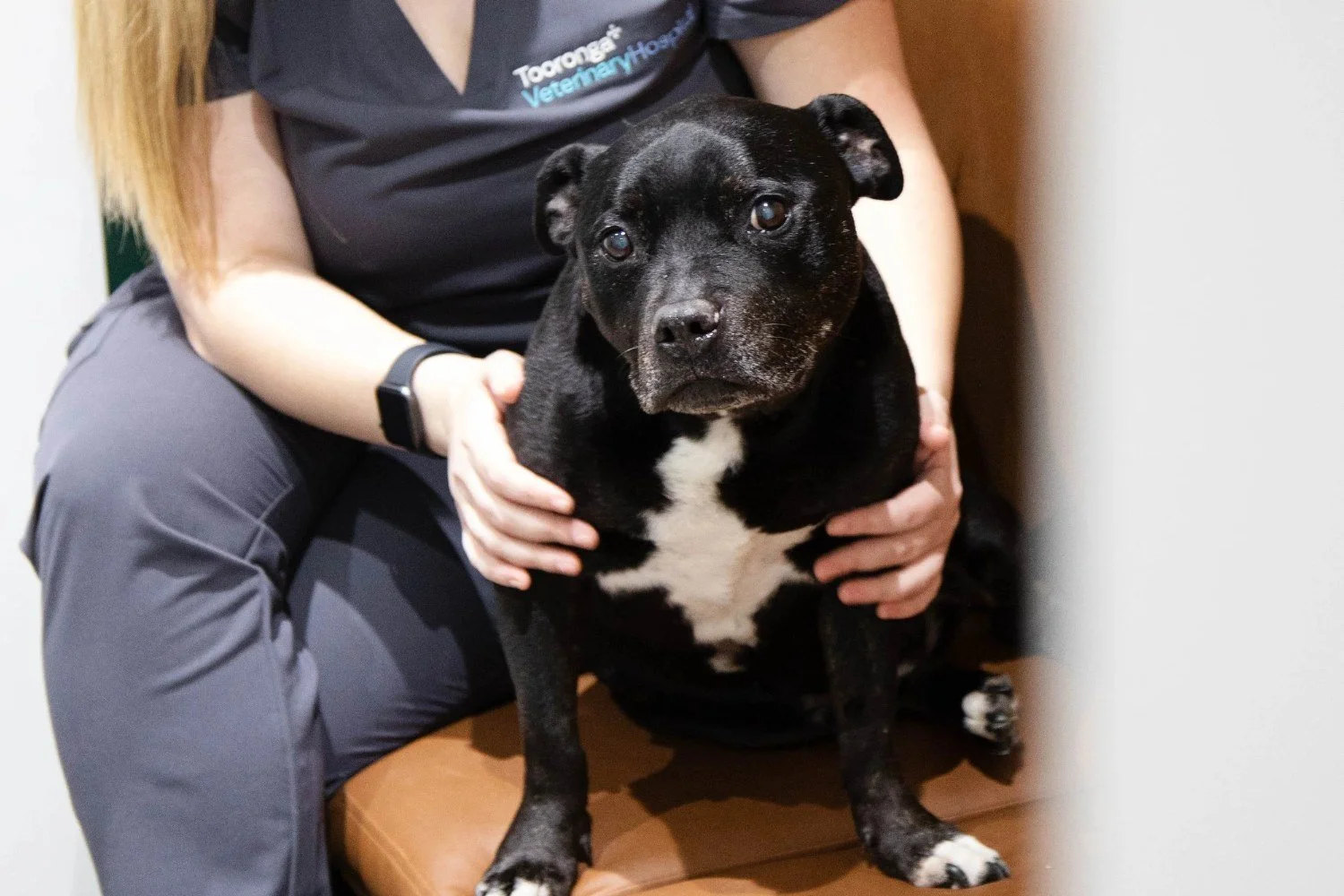 Vet holding a black dog ahead of a vaccination