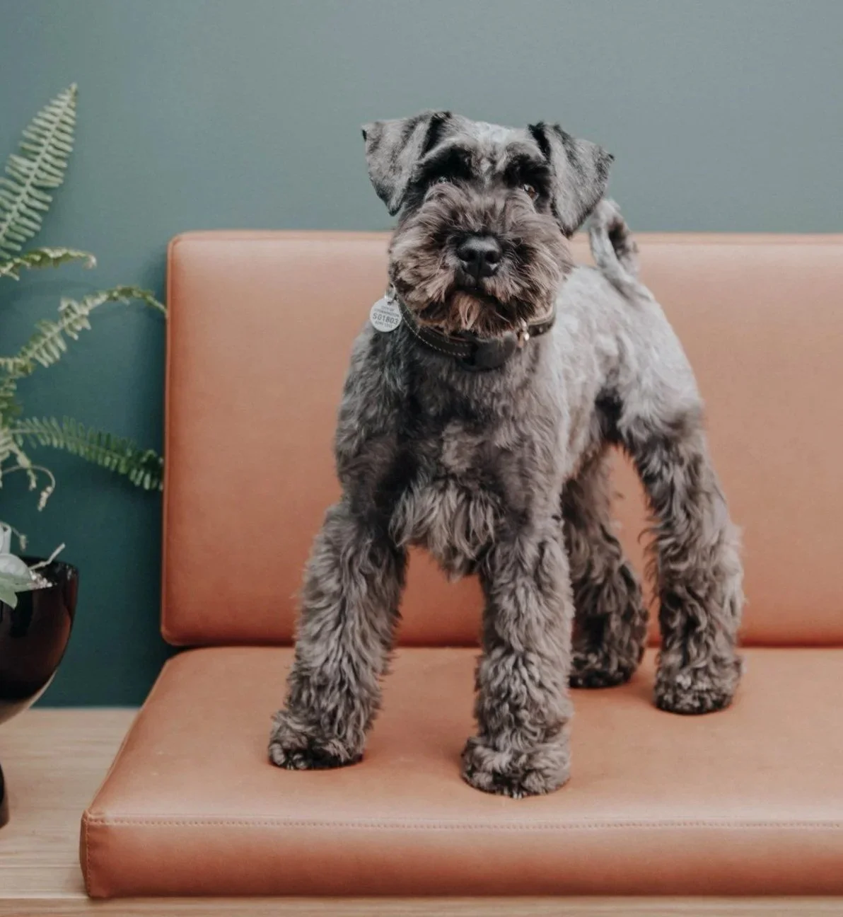 Schnauzer standing on a sofa