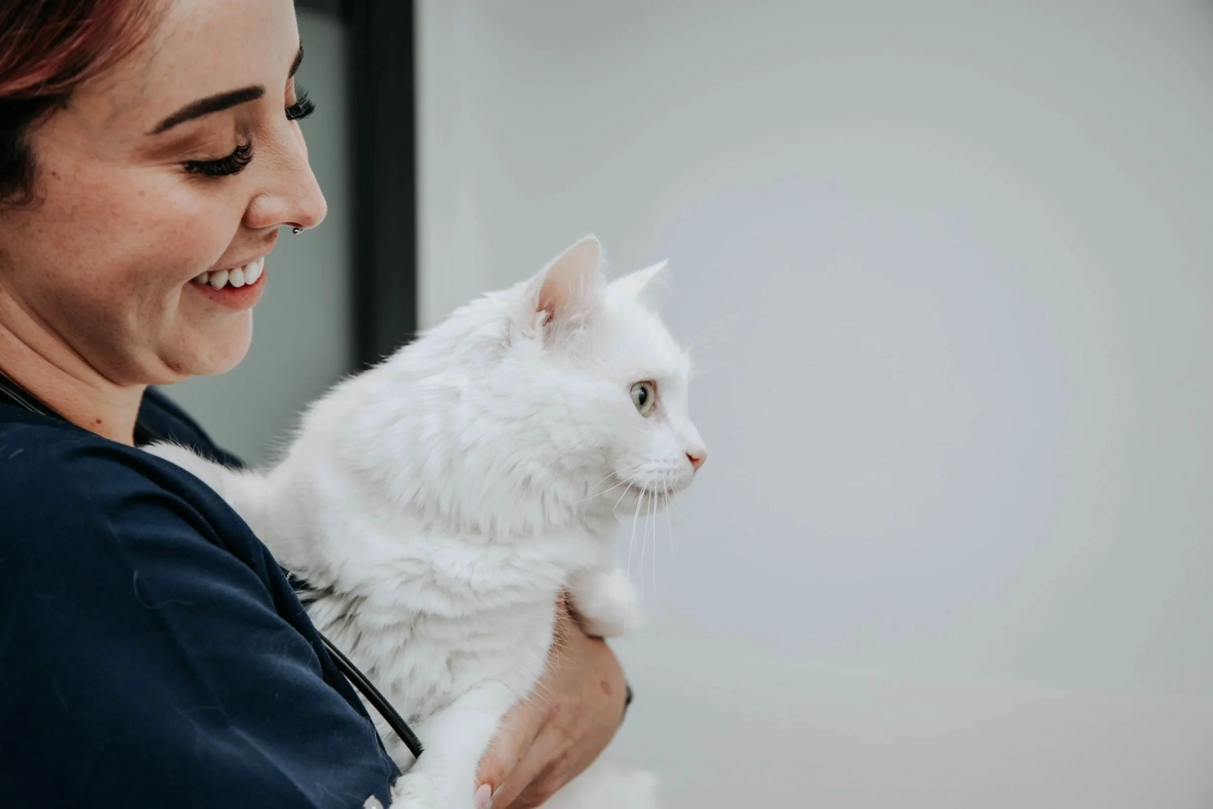 Vet holding a white cat at Tooronga Veterinary Hospital