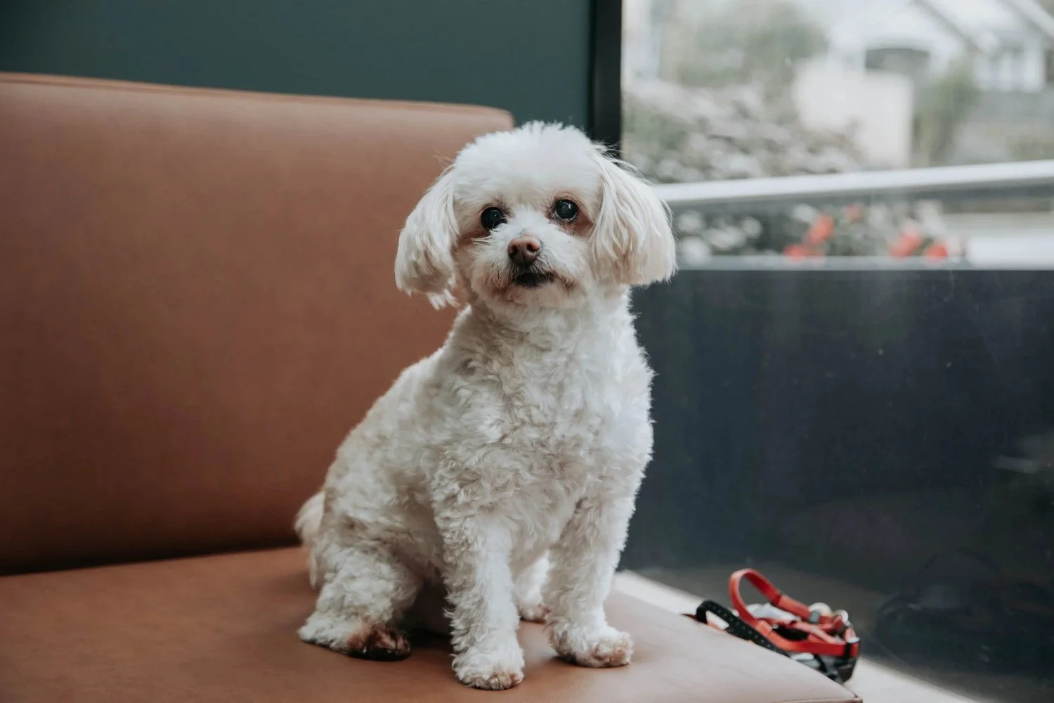 Maltese sitting on a sofa